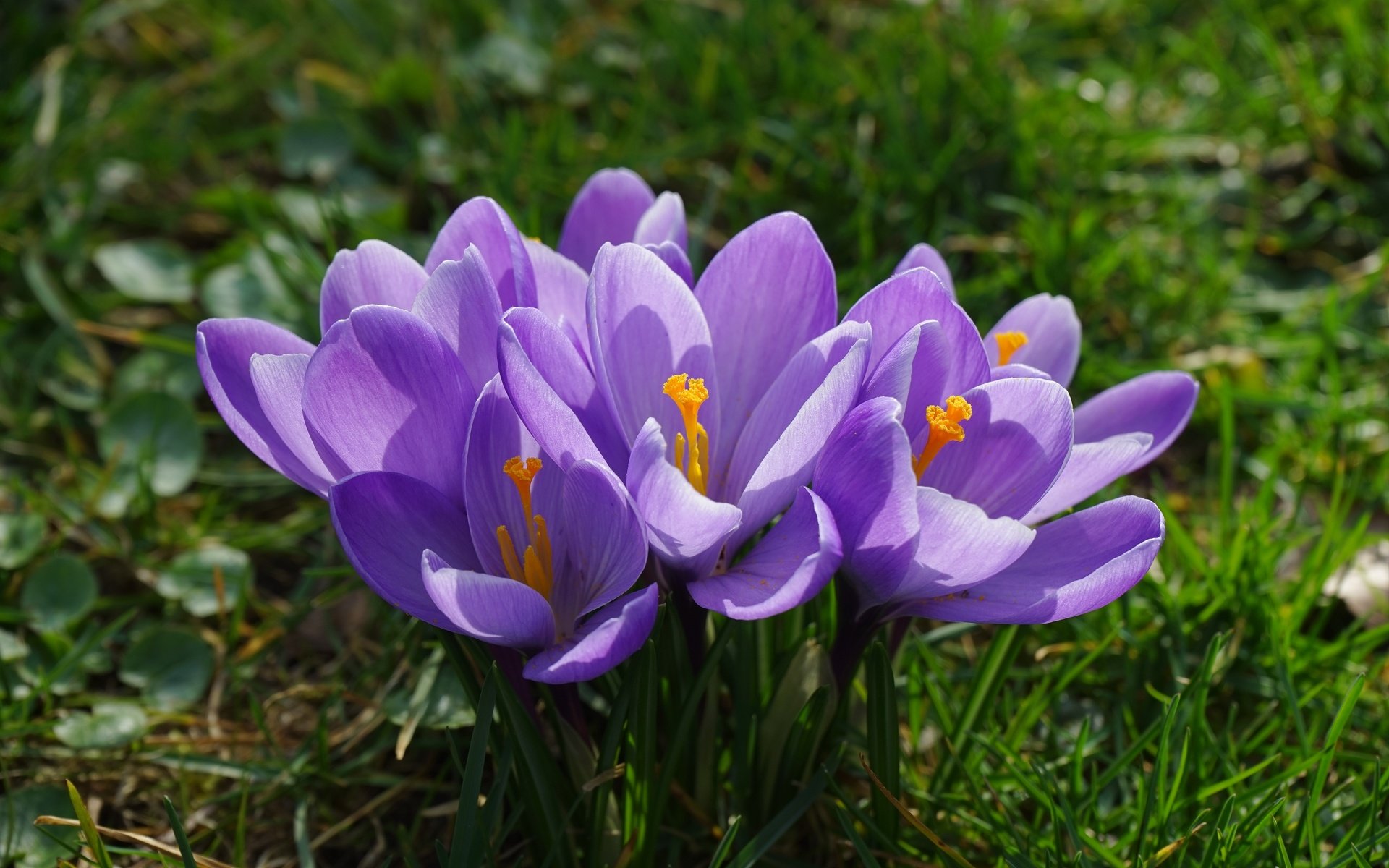 Обои цветы, трава, лепестки, весна, крокусы, подснежник, шафран, flowers, grass, petals, spring, crocuses, snowdrop, saffron разрешение 6000x4000 Загрузить