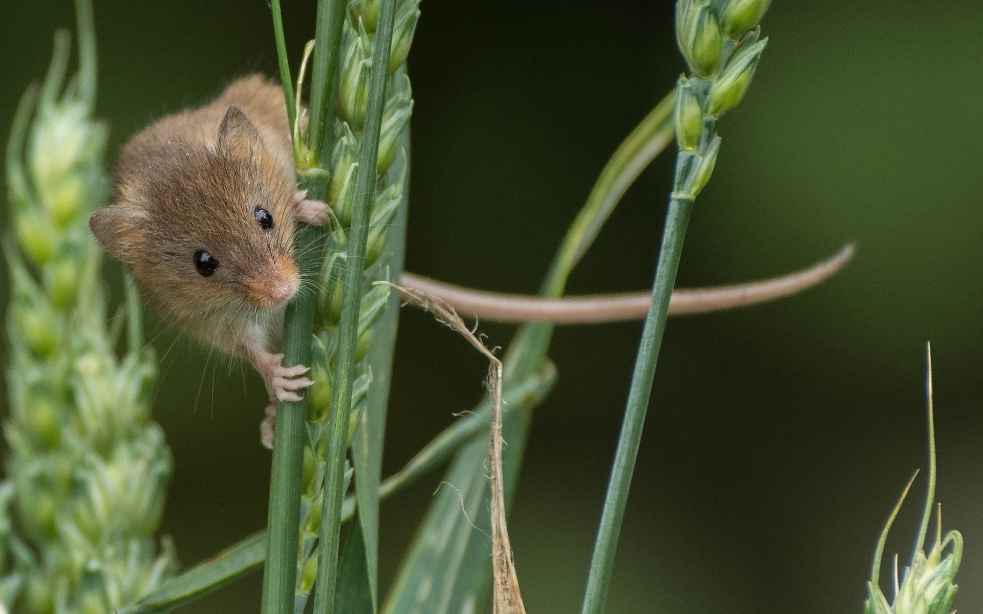 Обои колосья, мышь, животное, зверек, грызун, ears, mouse, animal, rodent разрешение 2696x1742 Загрузить