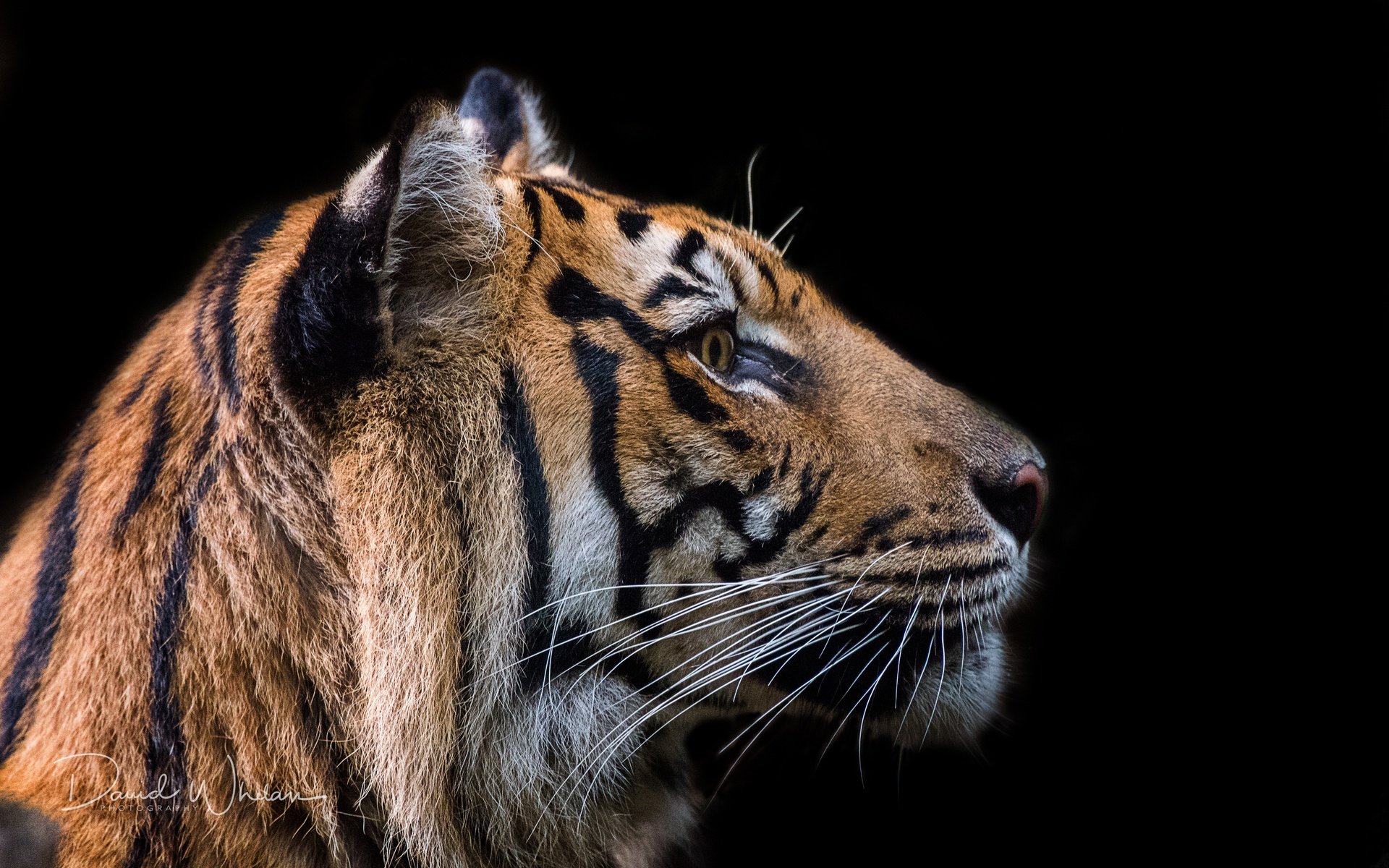 Обои тигр, david whelan, морда, усы, взгляд, хищник, профиль, черный фон, зверь, tiger, face, mustache, look, predator, profile, black background, beast разрешение 5433x3621 Загрузить