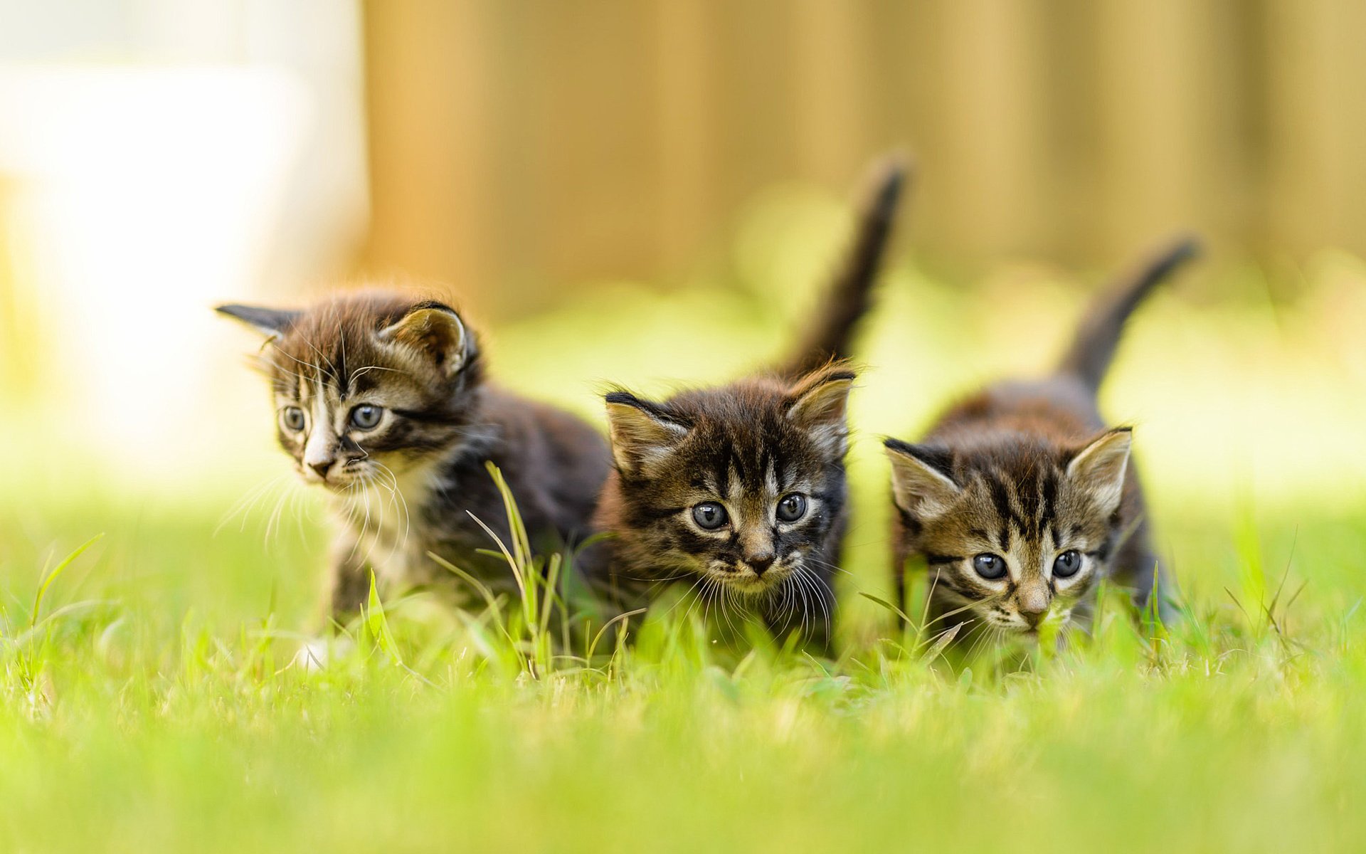 Обои трава, усы, взгляд, коты, кошки, котята, мордочки, трио, grass, mustache, look, cats, kittens, faces, trio разрешение 2048x1247 Загрузить