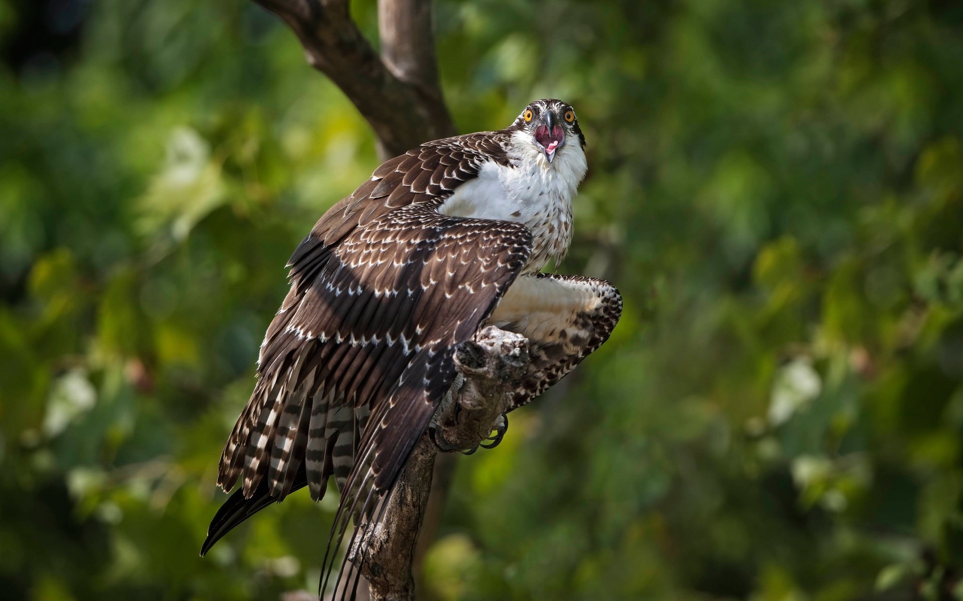 Обои дерево, птица, боке, скопа, tree, bird, bokeh, osprey разрешение 2048x1489 Загрузить