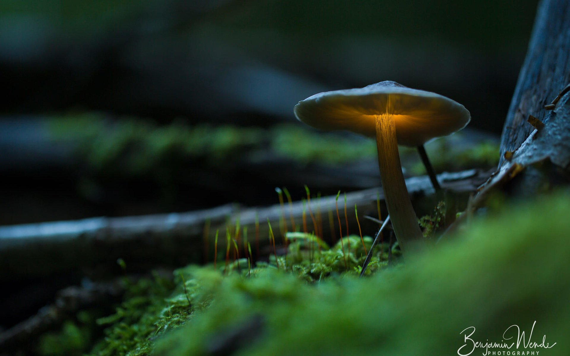 Обои свет, природа, гриб, мох, benjamin wende, light, nature, mushroom, moss разрешение 2000x1333 Загрузить
