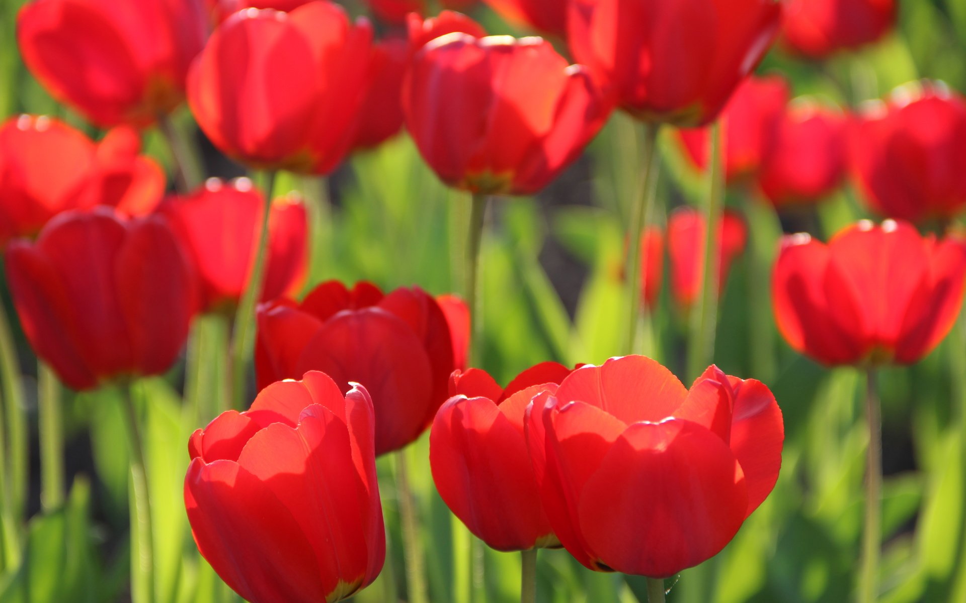 Обои цветы, бутоны, листья, лепестки, весна, тюльпаны, стебли, flowers, buds, leaves, petals, spring, tulips, stems разрешение 5184x3456 Загрузить