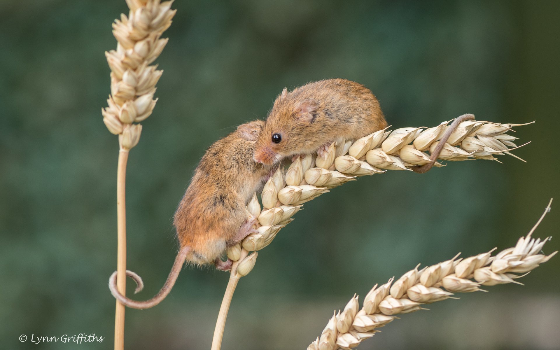 Обои природа, колосья, пшеница, мыши, мышки, мышь-малютка, lynn griffiths, nature, ears, wheat, mouse, the mouse is tiny разрешение 4278x2852 Загрузить