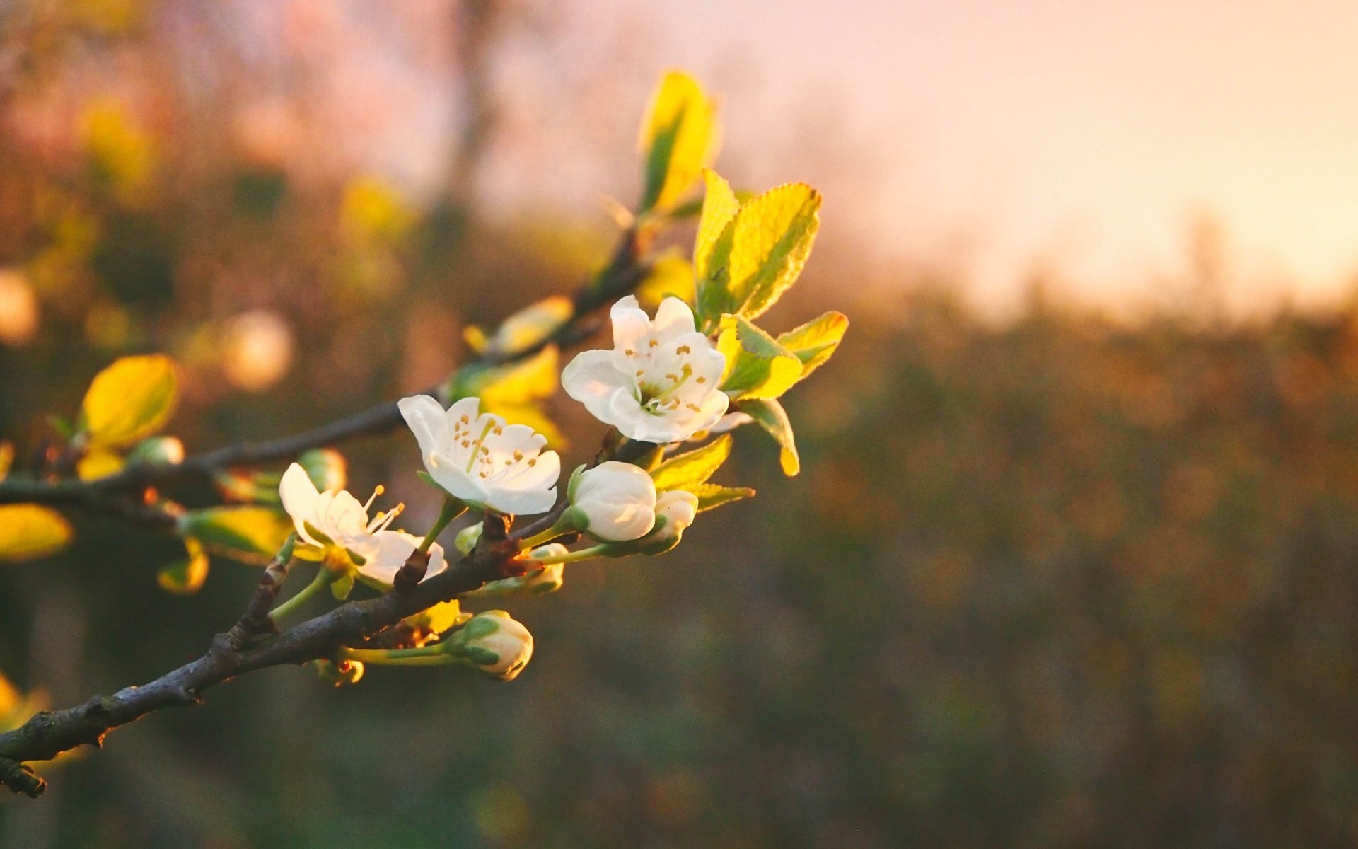 Обои цветы, ветка, цветение, весна, боке, flowers, branch, flowering, spring, bokeh разрешение 4032x3024 Загрузить