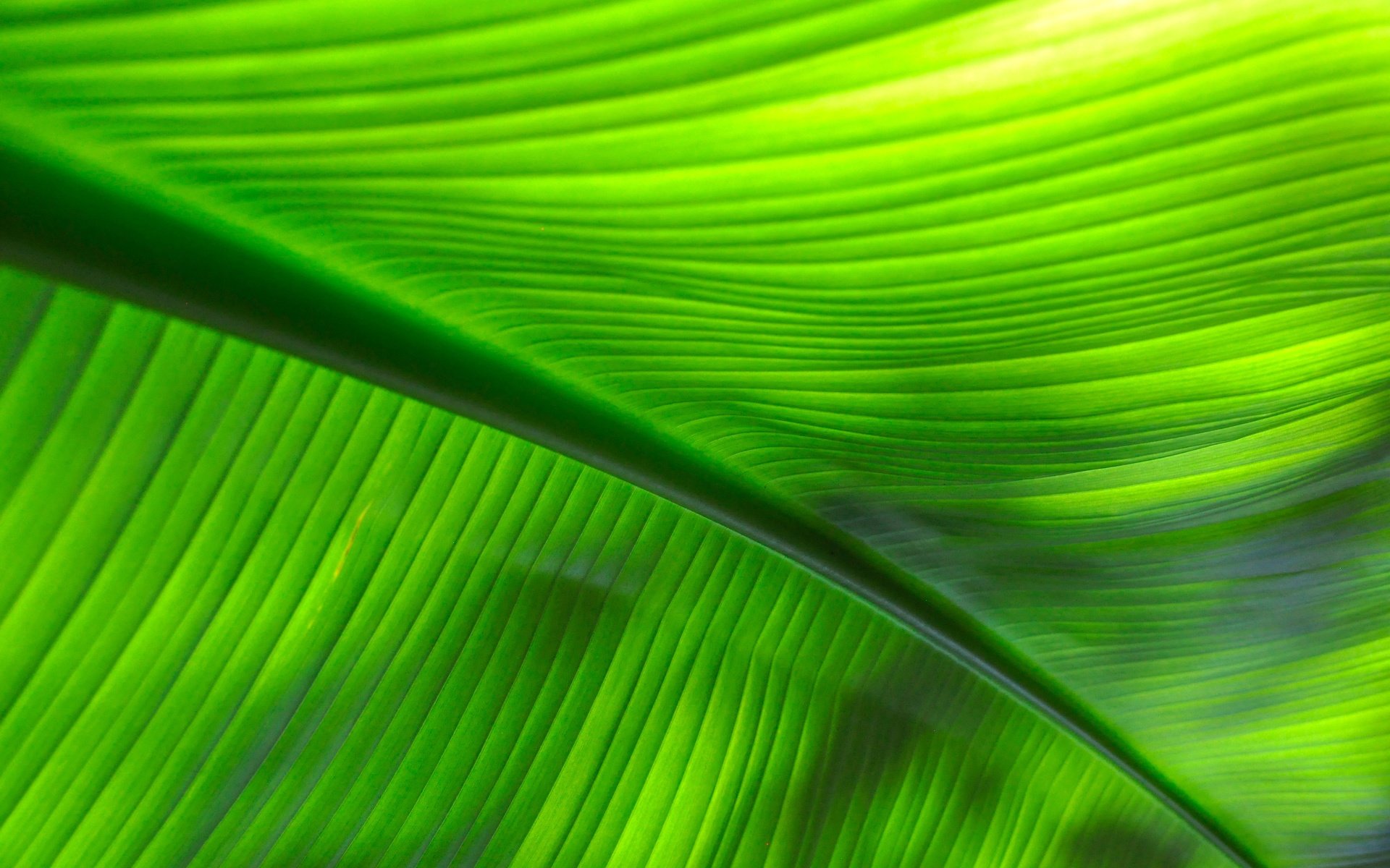 Обои макро, лист, прожилки, жилки, листик, close up, macro, sheet, veins, leaf разрешение 4288x2848 Загрузить