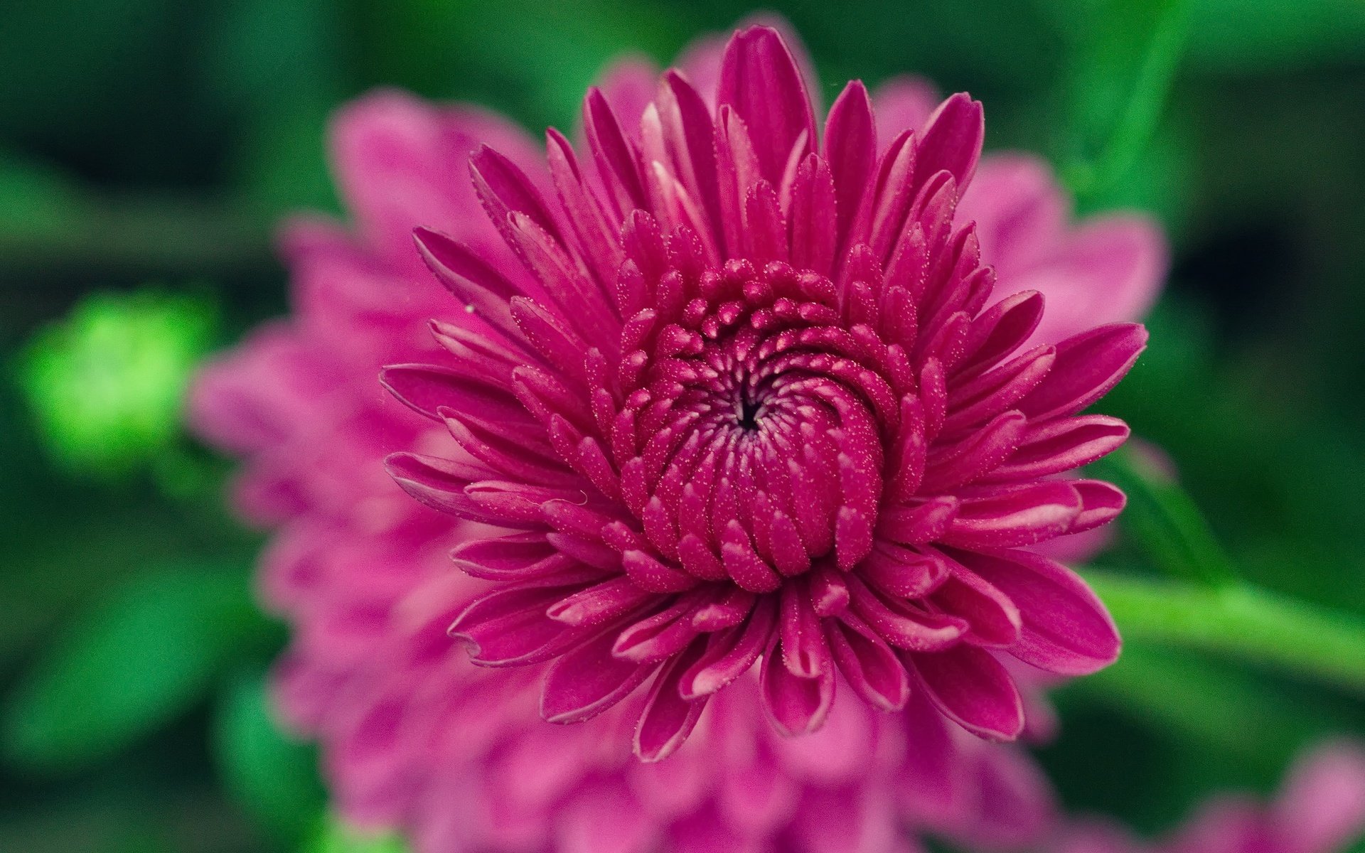 Обои цветение, цветок, лепестки, размытость, хризантема, flowering, flower, petals, blur, chrysanthemum разрешение 2198x1456 Загрузить