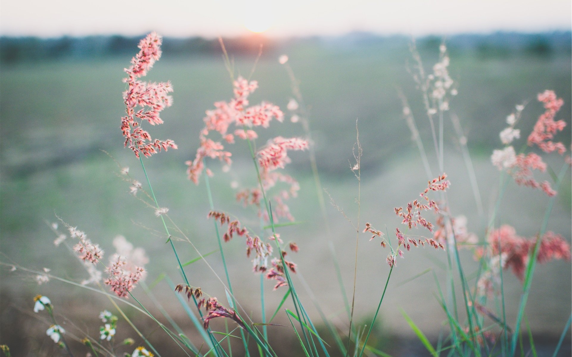 Обои трава, растения, лето, луг, колоски, grass, plants, summer, meadow, spikelets разрешение 2517x1667 Загрузить