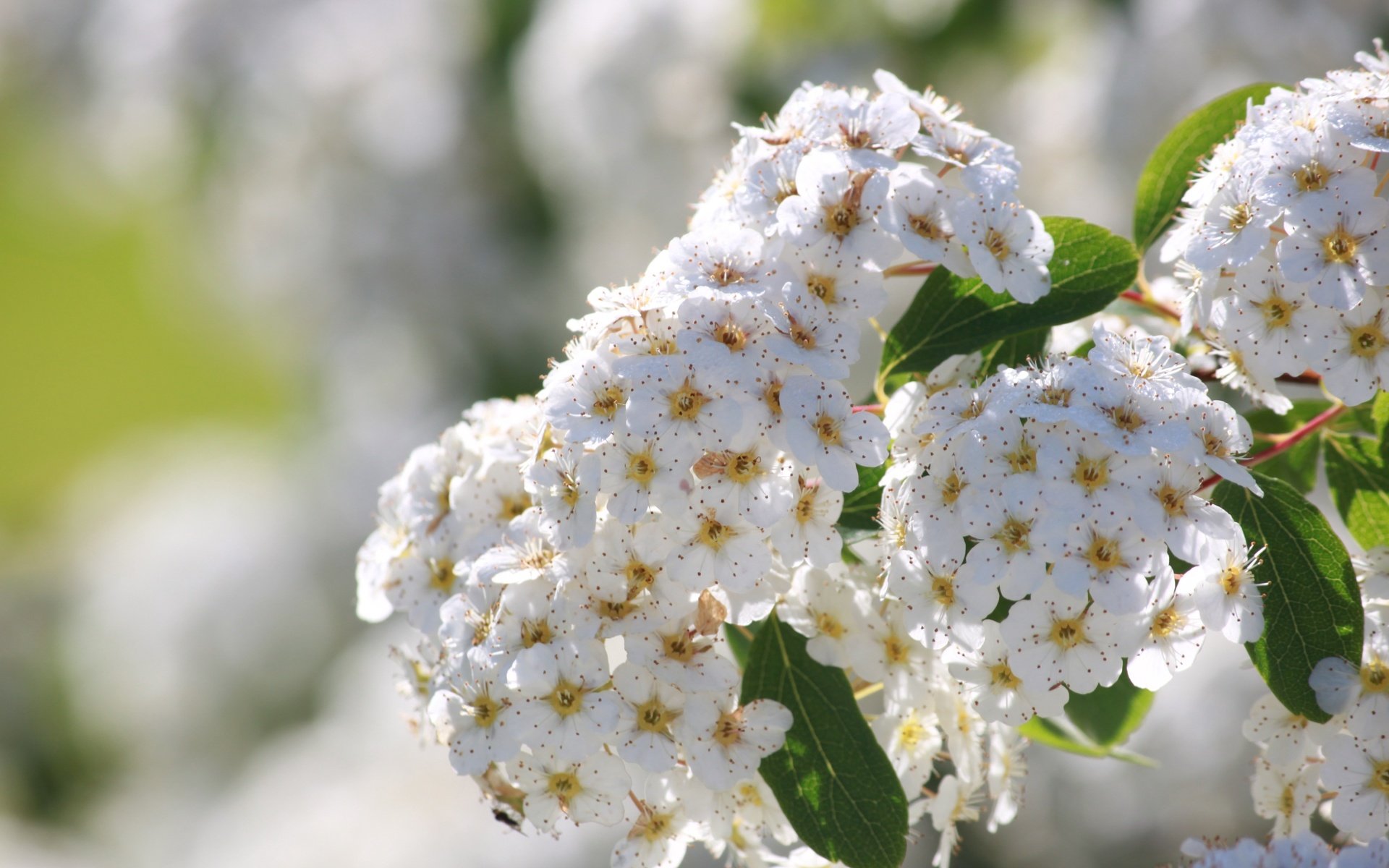 Обои цветение, соцветия, боке, белые цветы, спирея, flowering, inflorescence, bokeh, white flowers, spiraea разрешение 3456x2304 Загрузить