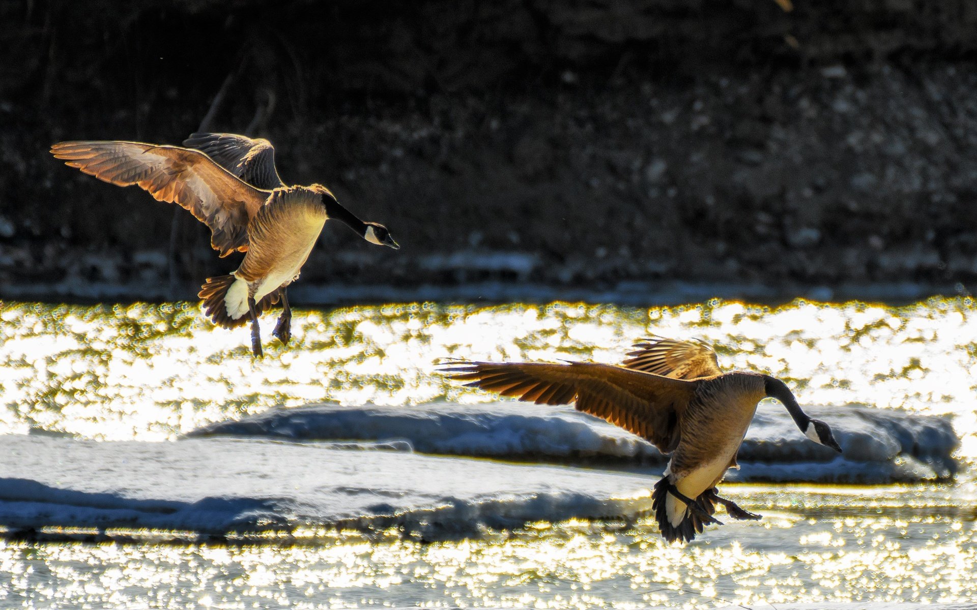 Обои полет, крылья, птицы, гусь, гуси, приземление, flight, wings, birds, goose, geese, landing разрешение 2779x1853 Загрузить