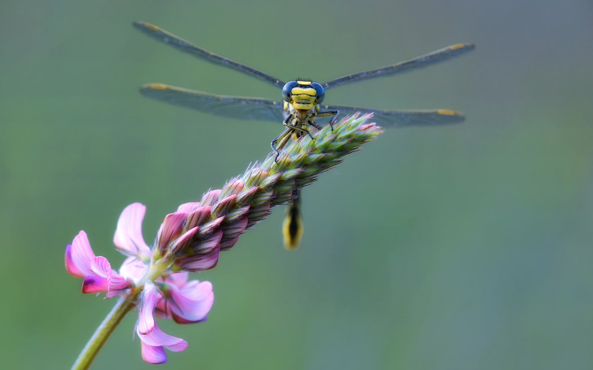 Обои ветка, макро, цветок, стрекоза, branch, macro, flower, dragonfly разрешение 2048x1427 Загрузить