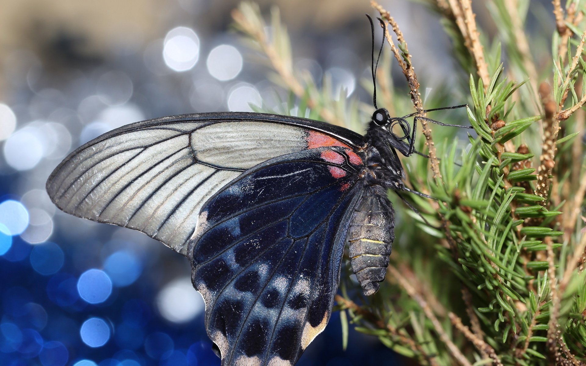 Обои хвоя, насекомое, ветки, бабочка, крылья, боке, needles, insect, branches, butterfly, wings, bokeh разрешение 2592x1728 Загрузить