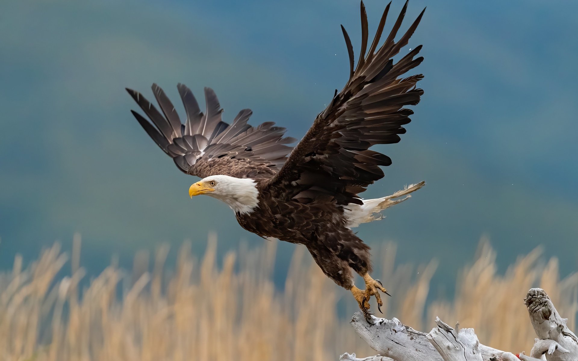 Обои крылья, птица, взлёт, взмах, коряга, боке, белоголовый орлан, wings, bird, the rise, stroke, snag, bokeh, bald eagle разрешение 4096x2731 Загрузить