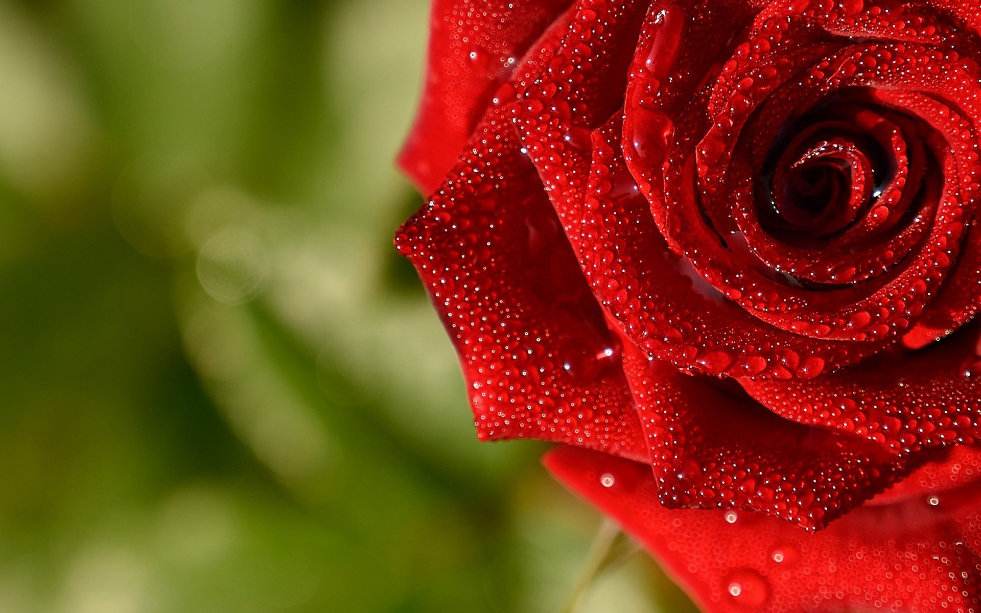 Обои макро, капли, роза, красная, macro, drops, rose, red разрешение 2560x1705 Загрузить