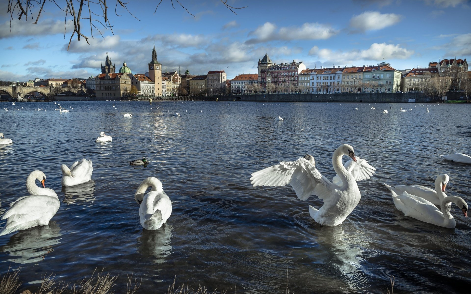 Обои река, город, дома, птицы, здания, прага, лебеди, чехия, river, the city, home, birds, building, prague, swans, czech republic разрешение 2938x1817 Загрузить