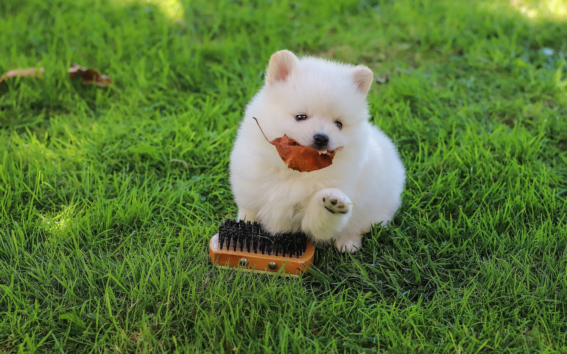 Обои трава, собака, поляна, щенок, щётка, шпиц, grass, dog, glade, puppy, brush, spitz разрешение 2560x1707 Загрузить