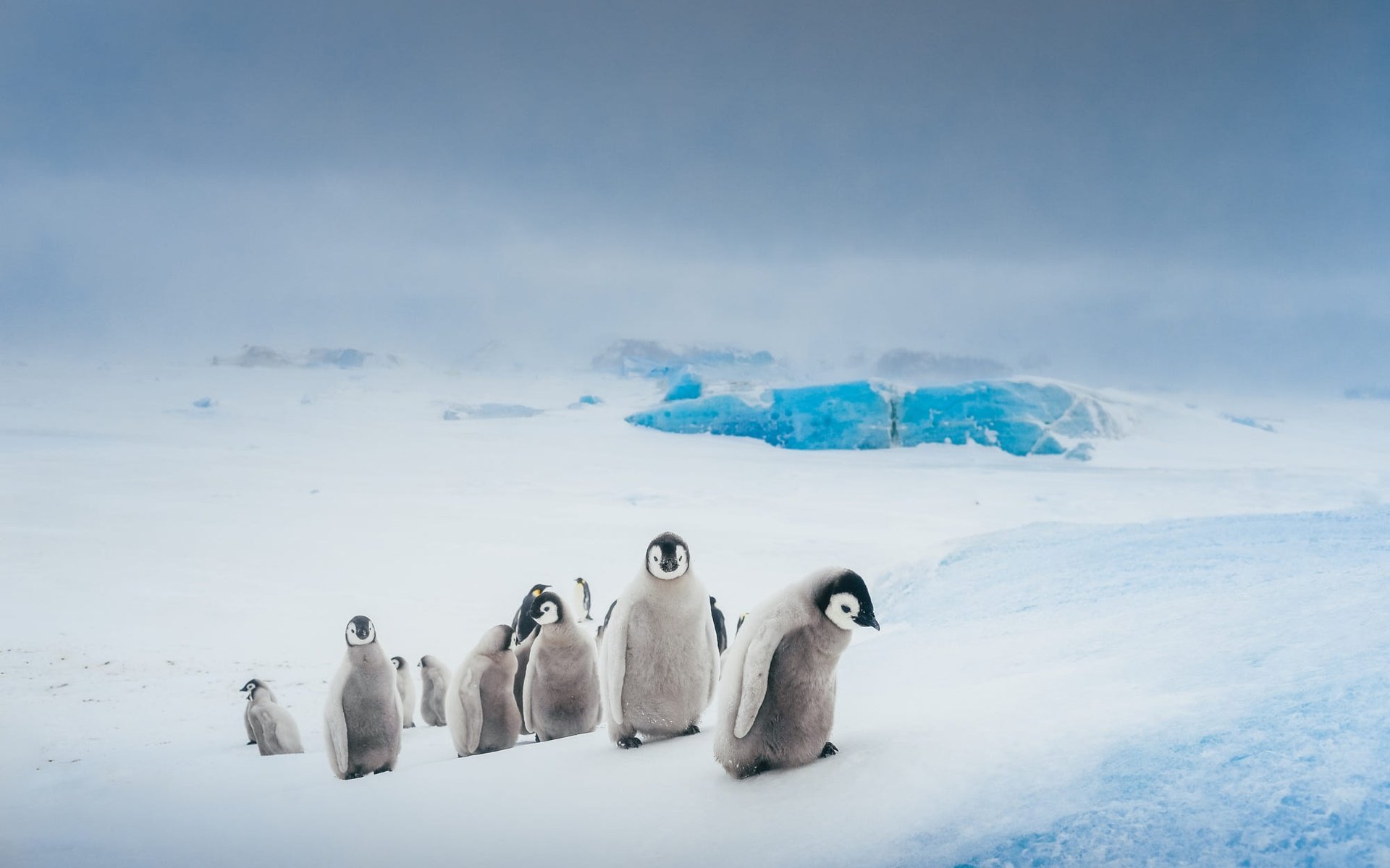 Обои антарктида, небо, пингвины, снег, природа, зима, лёд, птицы, пингвин, стая, antarctica, the sky, penguins, snow, nature, winter, ice, birds, penguin, pack разрешение 2000x1334 Загрузить