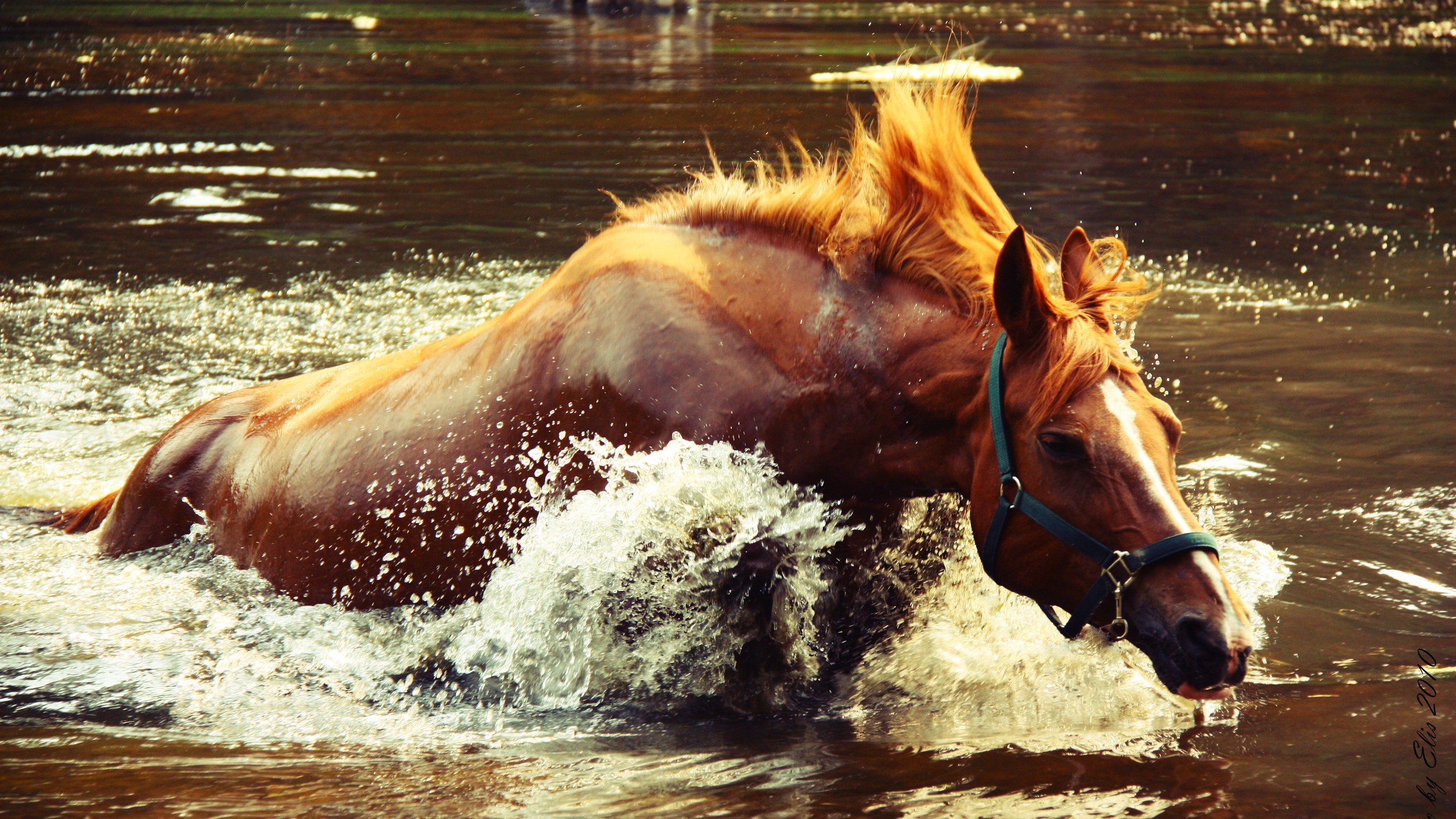 Обои лошадь, вода, озеро, брызги, всплеск, крокодил догоняет, horse, water, lake, squirt, splash, crocodile catches разрешение 4272x2848 Загрузить