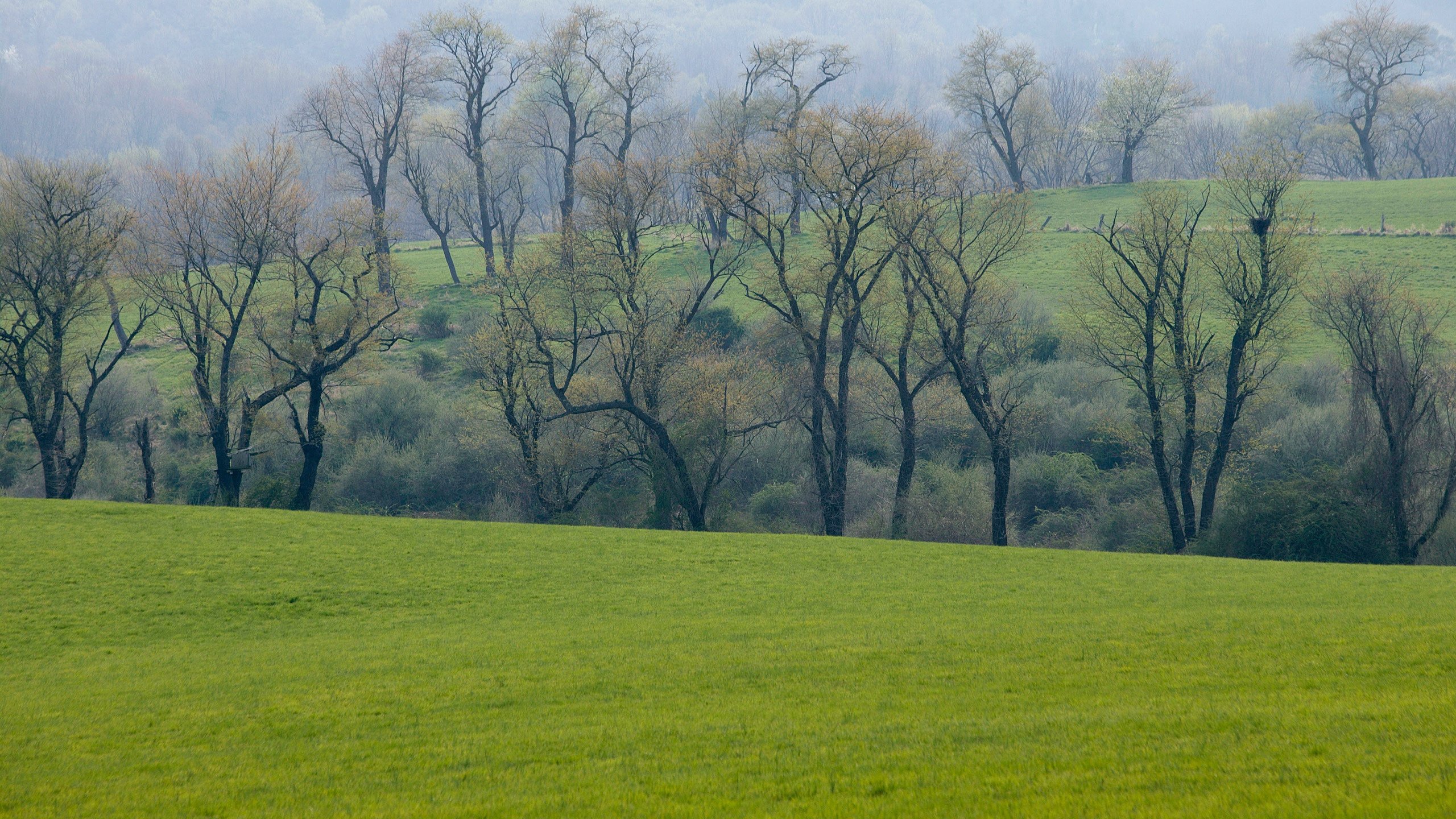 Обои трава, деревья, зелень, лес, поле, луг, весна, grass, trees, greens, forest, field, meadow, spring разрешение 2560x1600 Загрузить