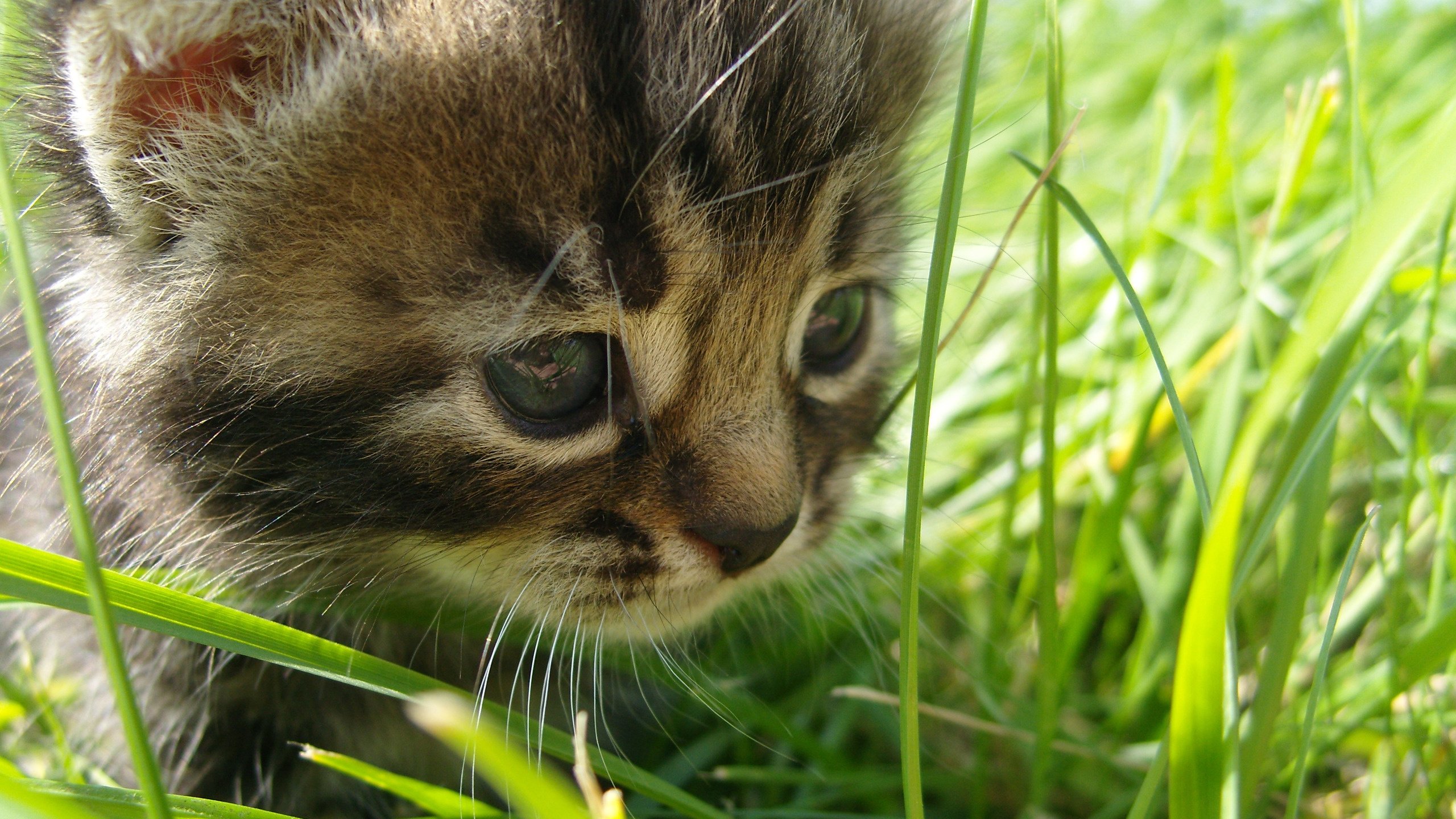 Обои глаза, трава, кошка, взгляд, eyes, grass, cat, look разрешение 2560x1600 Загрузить
