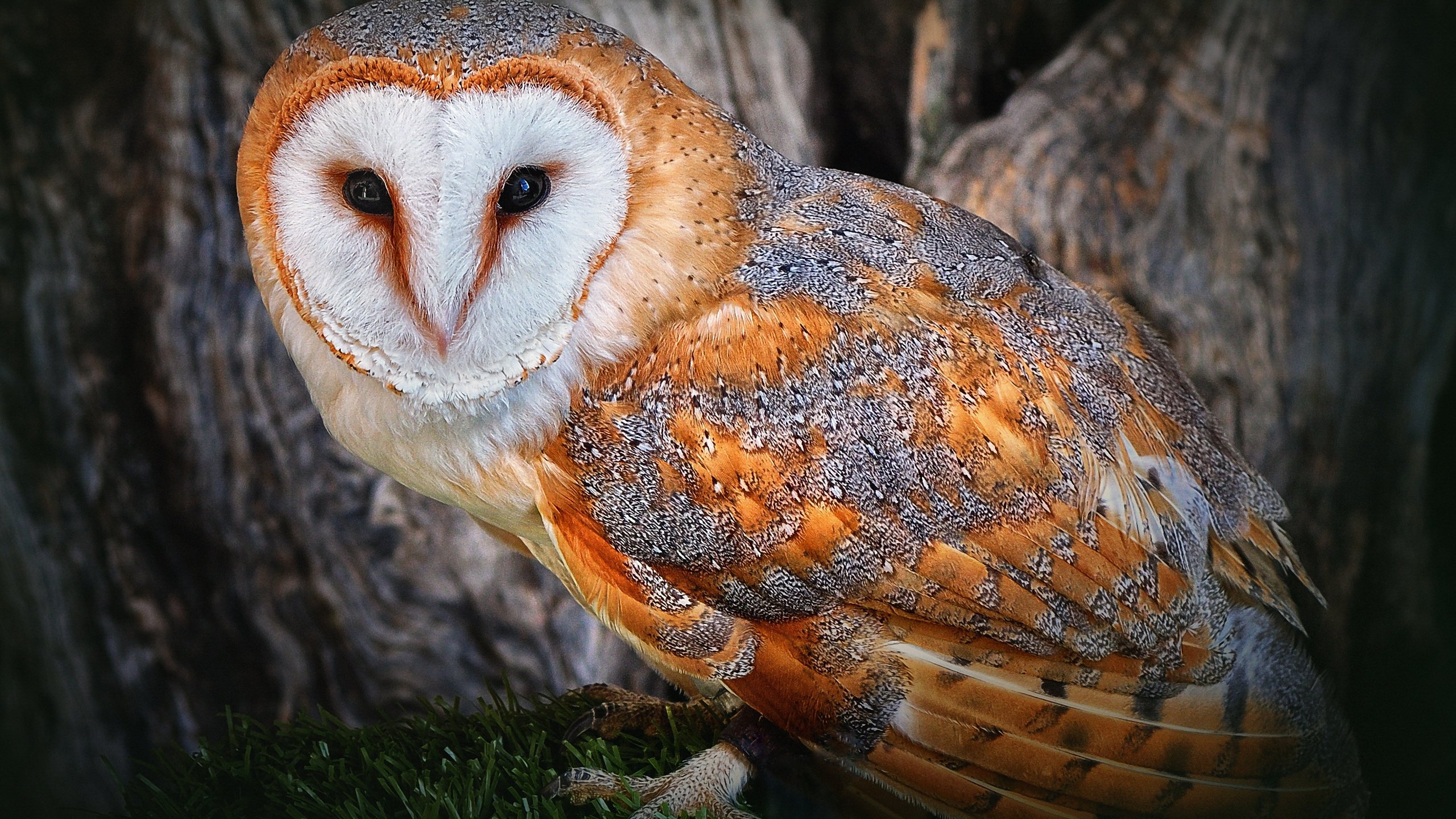 Обои трава, сова, дерево, лес, птица, сипуха, grass, owl, tree, forest, bird, the barn owl разрешение 2560x1600 Загрузить