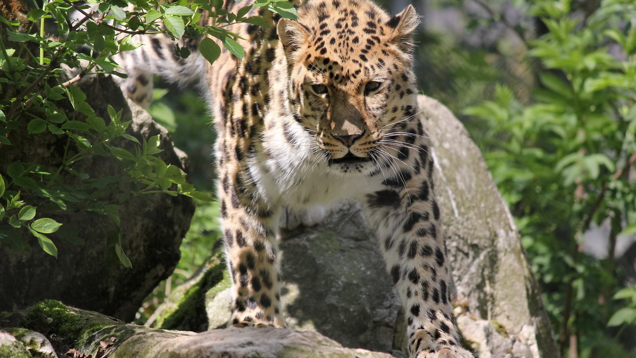 Обои морда, камни, усы, леопард, кустарник, дальневосточный, panthera pardus orientalis, пятнистая кошка, face, stones, mustache, leopard, shrub, far east, spotted cat разрешение 2560x1600 Загрузить