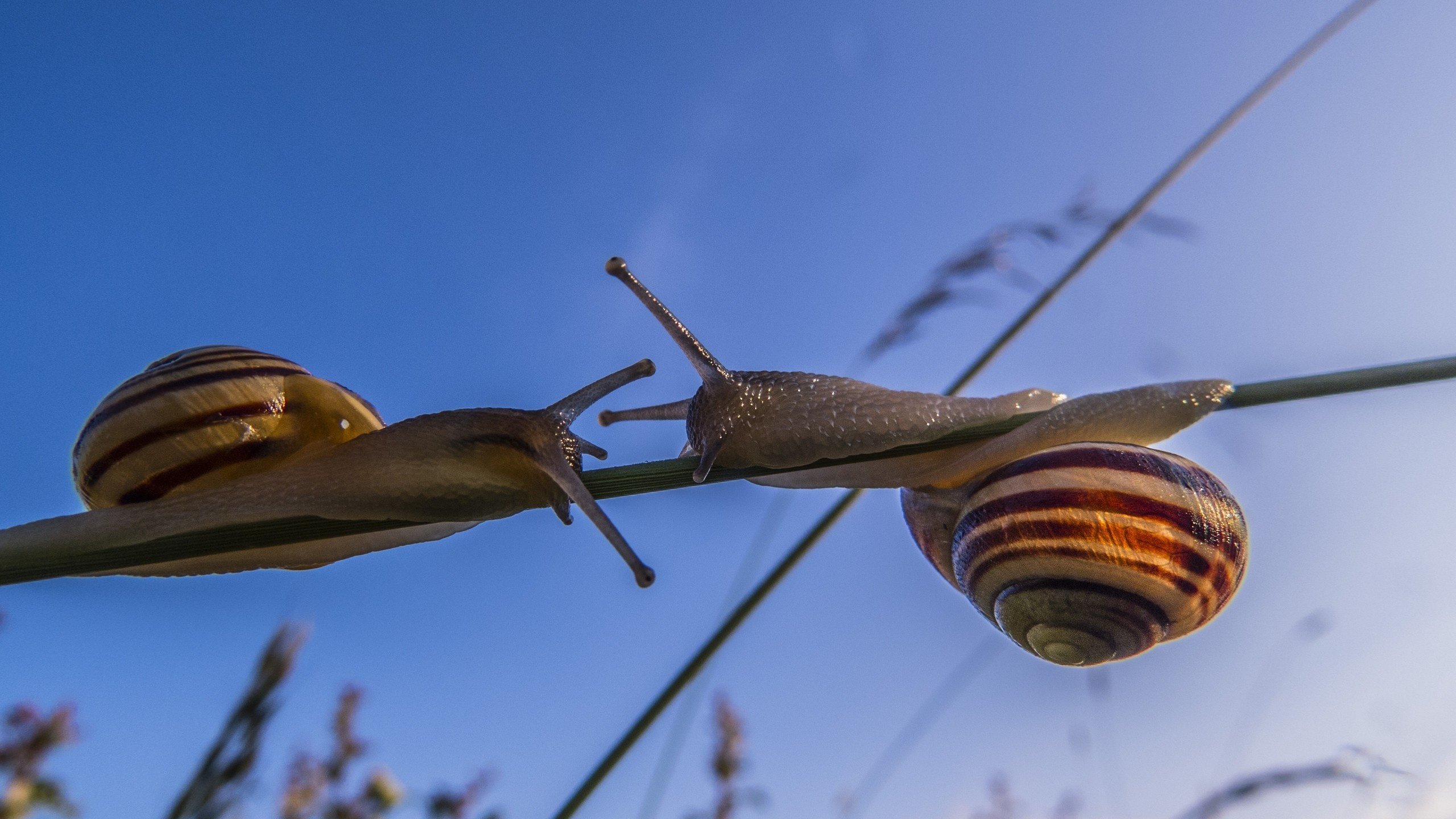 Обои макро, улитки, травинка, сближение, macro, snails, a blade of grass, convergence разрешение 2560x1920 Загрузить