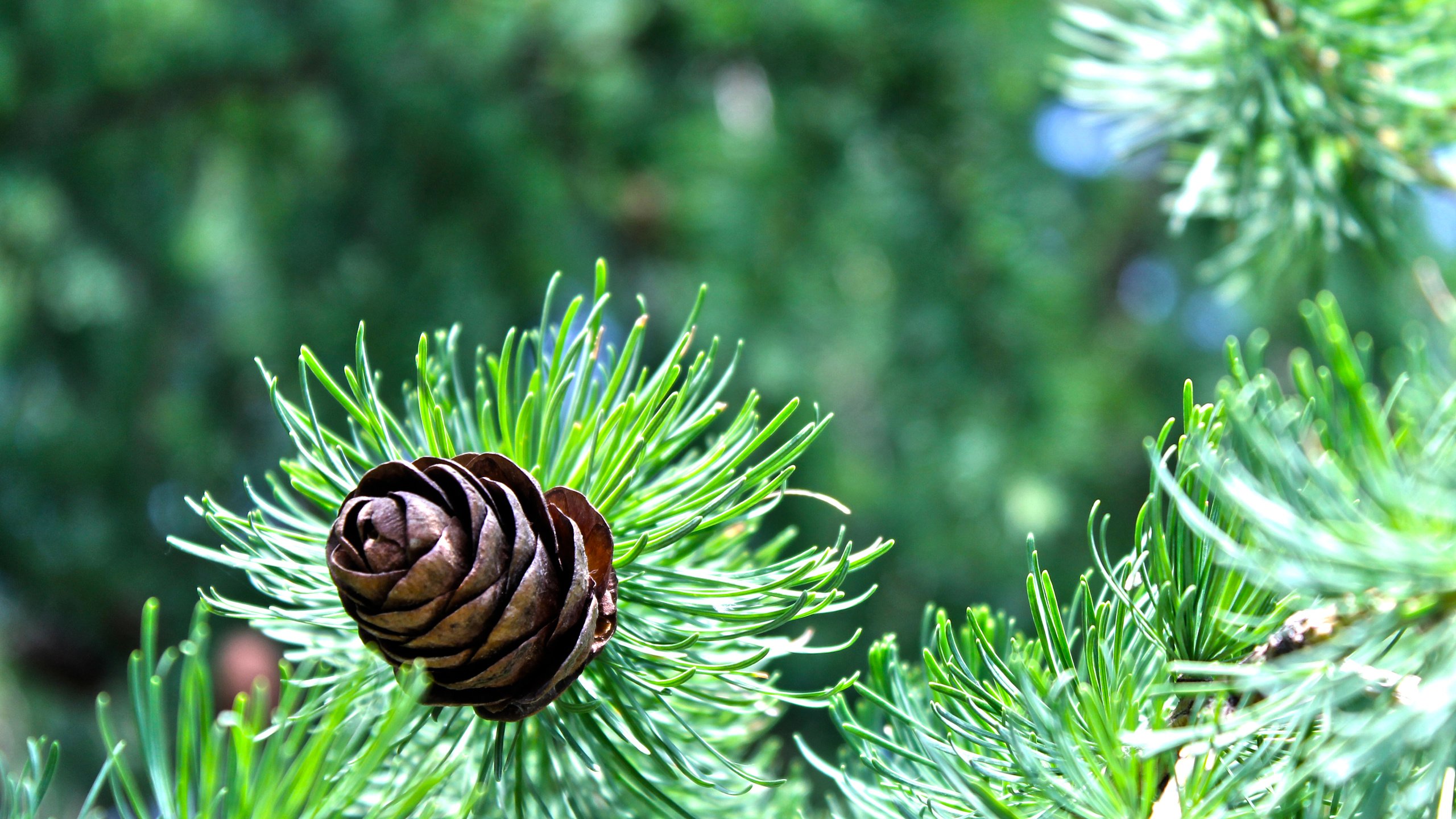 Обои природа, зелень, хвоя, ель, шишка, еловая ветка, nature, greens, needles, spruce, bump, spruce branch разрешение 4272x2848 Загрузить