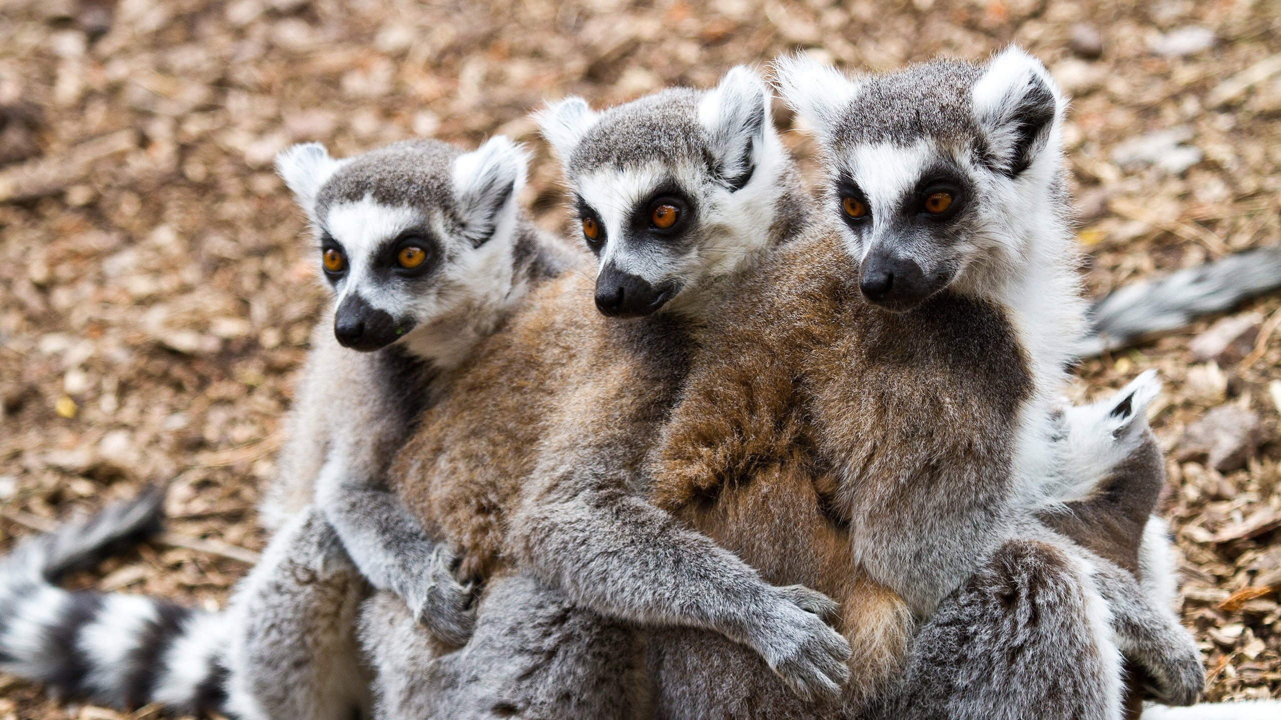 Обои животные, лемуры, animals, lemurs разрешение 2560x1700 Загрузить