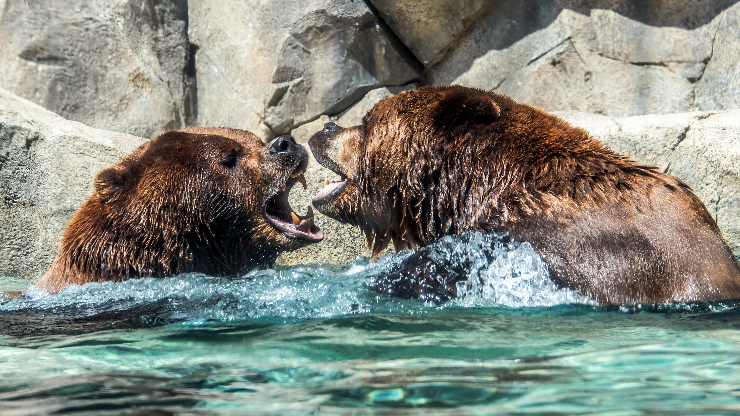 Обои вода, природа, медведи, water, nature, bears разрешение 2560x1600 Загрузить