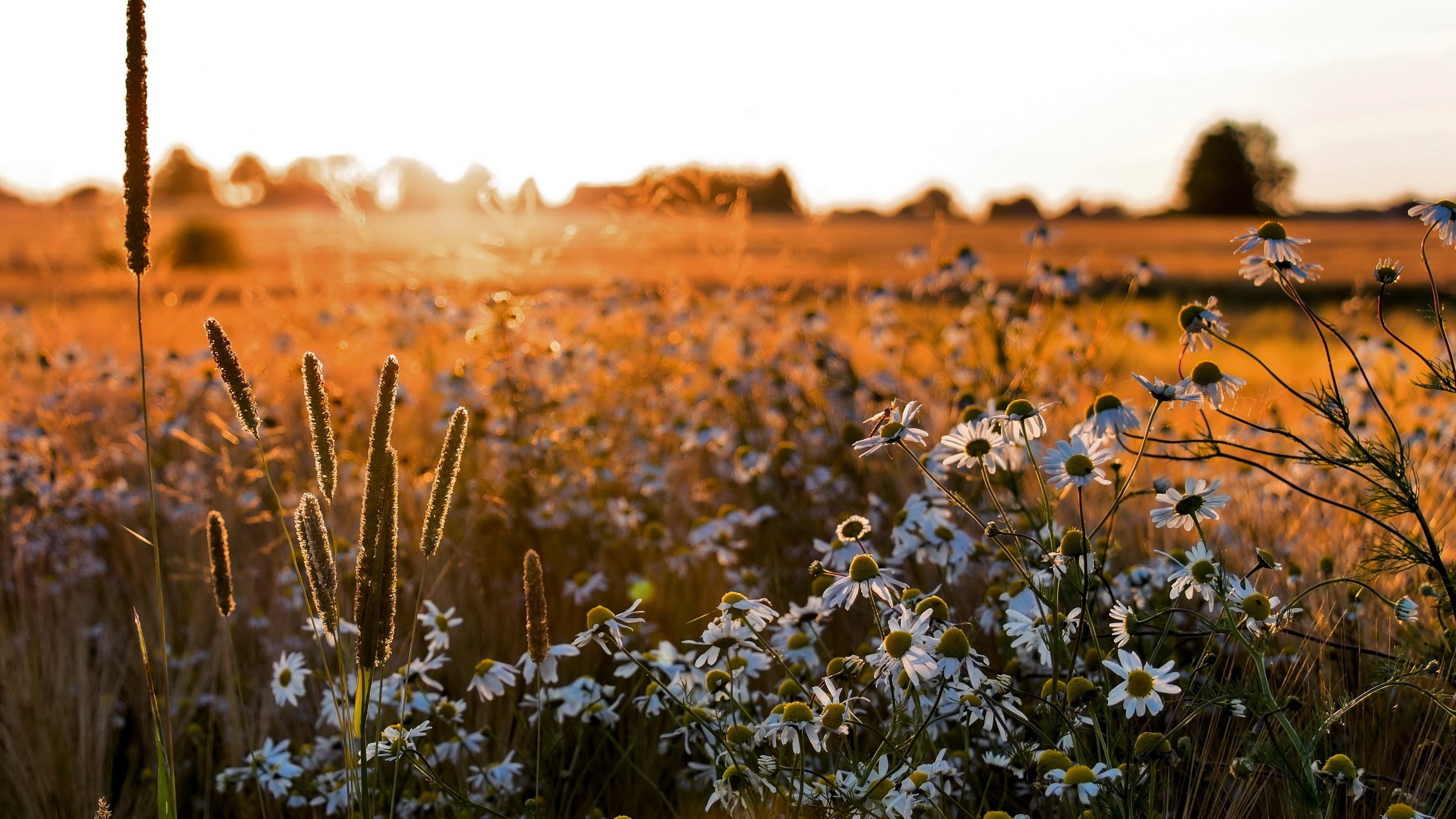 Обои цветы, поле, лето, ромашки, flowers, field, summer, chamomile разрешение 2560x1600 Загрузить