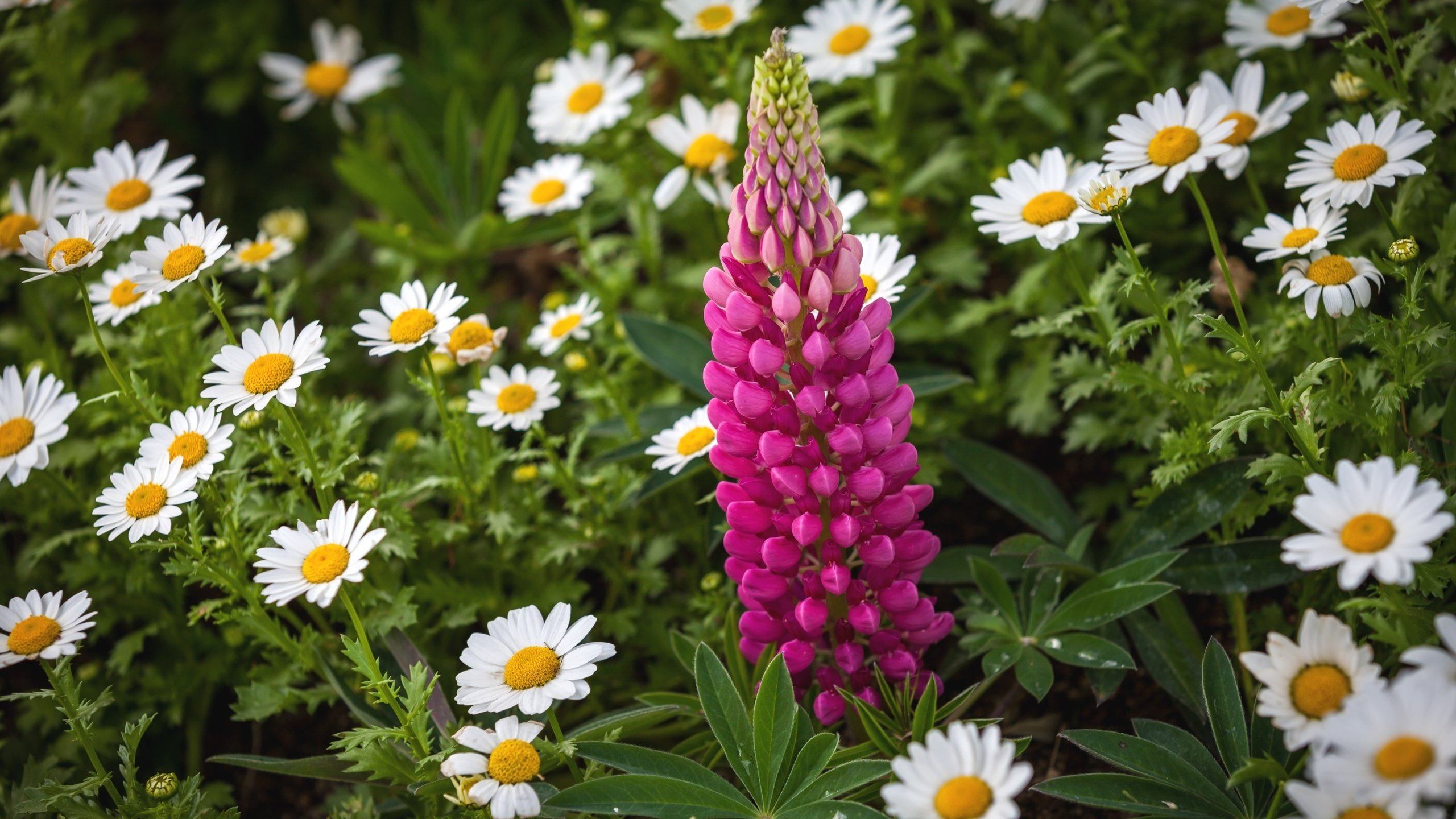 Обои цветы, листья, лето, лепестки, ромашки, люпин, flowers, leaves, summer, petals, chamomile, lupin разрешение 2700x1708 Загрузить