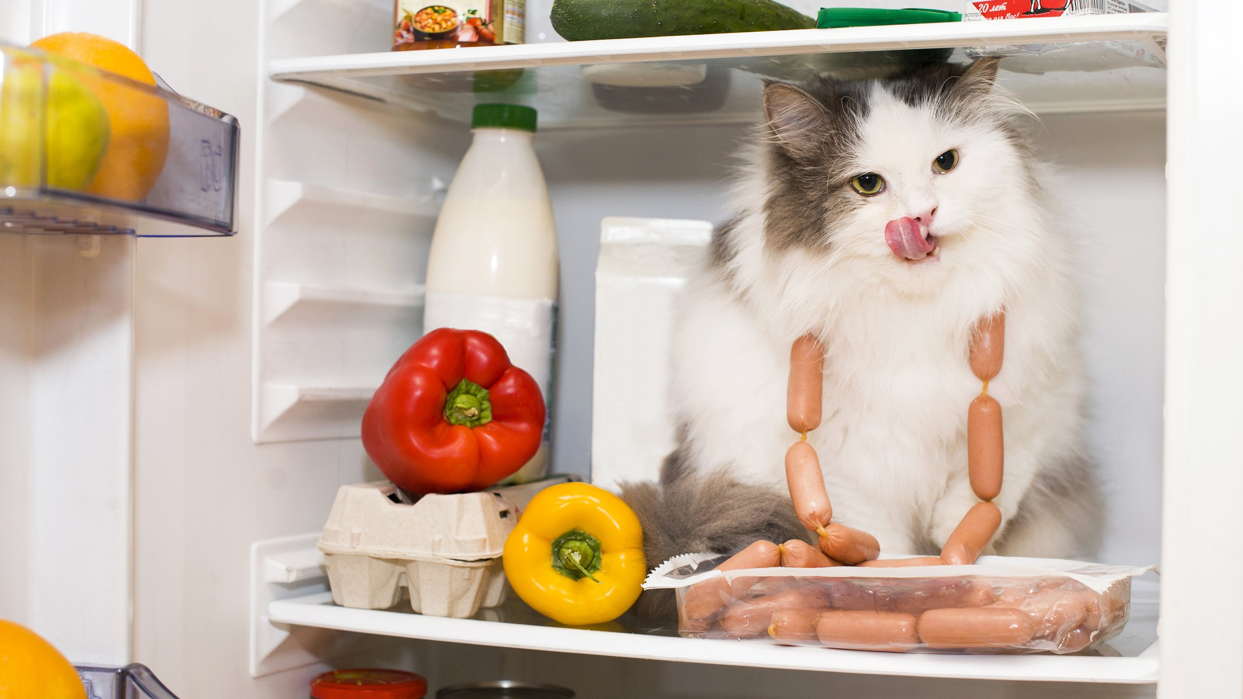 Обои кот, кошка, холодильник, продукты, перец, сосиски, cat, refrigerator, products, pepper, sausage разрешение 3600x2395 Загрузить