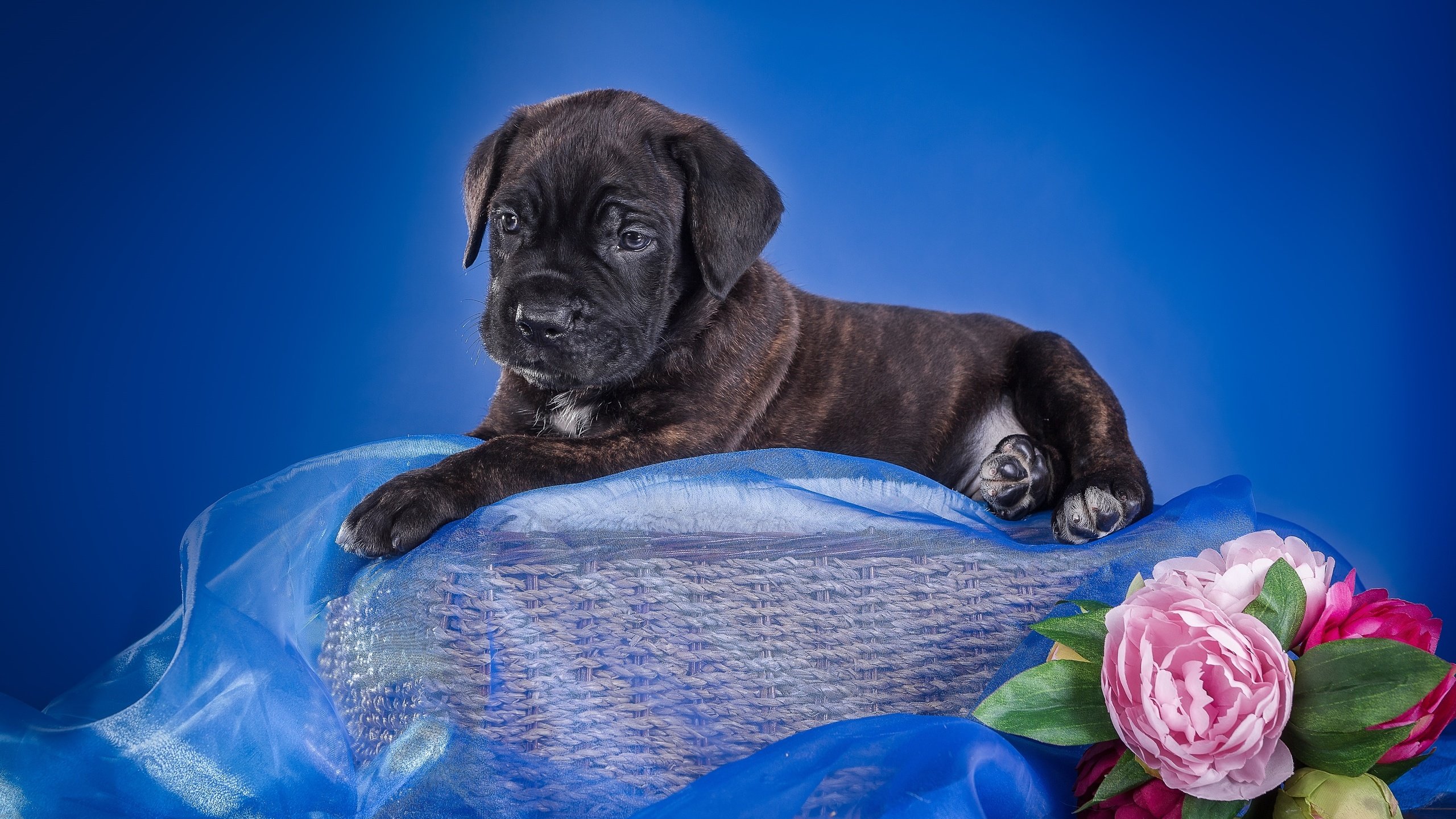 Обои цветы, щенок, ткань, корзина, кане-корсо, flowers, puppy, fabric, basket, cane corso разрешение 3600x2320 Загрузить