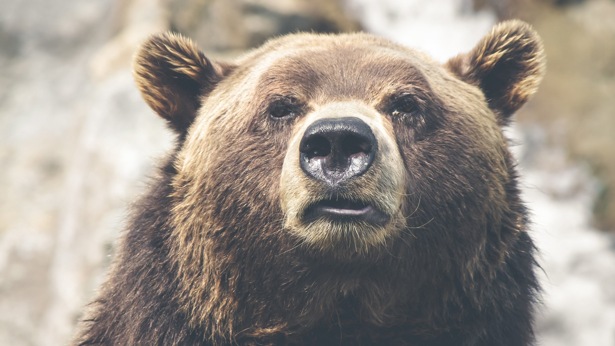 Обои морда, взгляд, медведь, ушки, нос, бурый, face, look, bear, ears, nose, brown разрешение 4752x3168 Загрузить