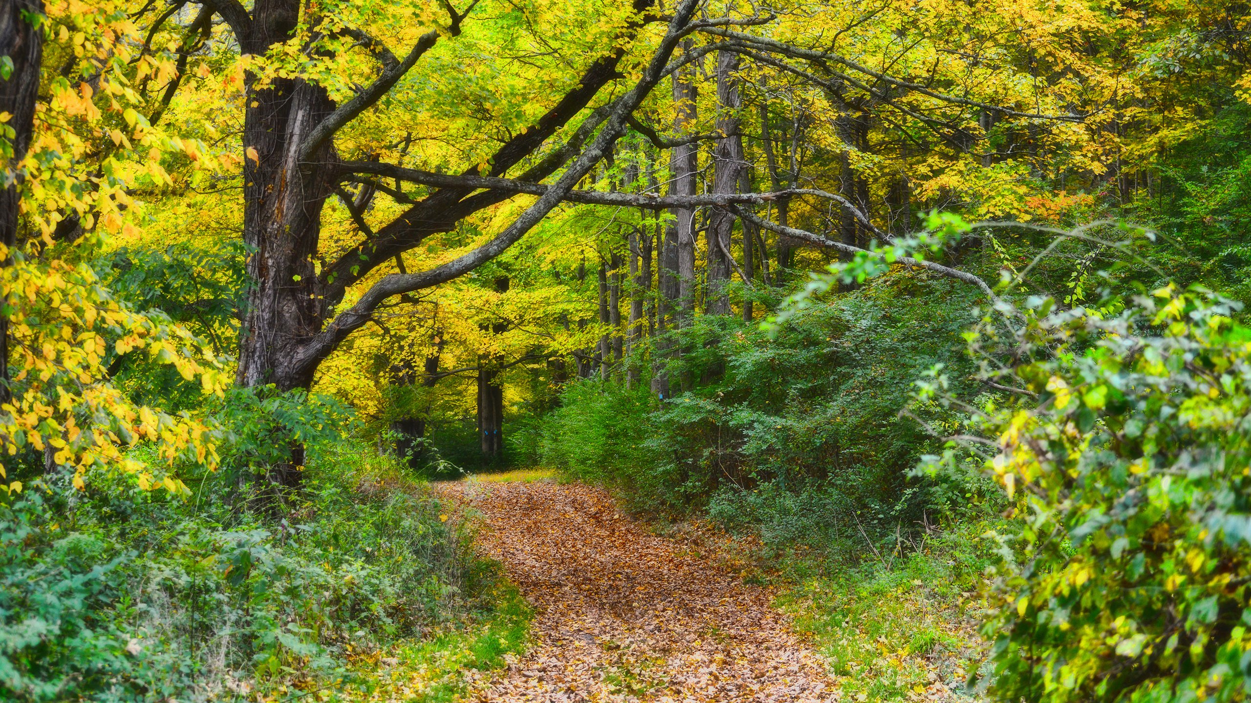 Обои природа, лес, осень, тропинка, nature, forest, autumn, path разрешение 2880x1800 Загрузить