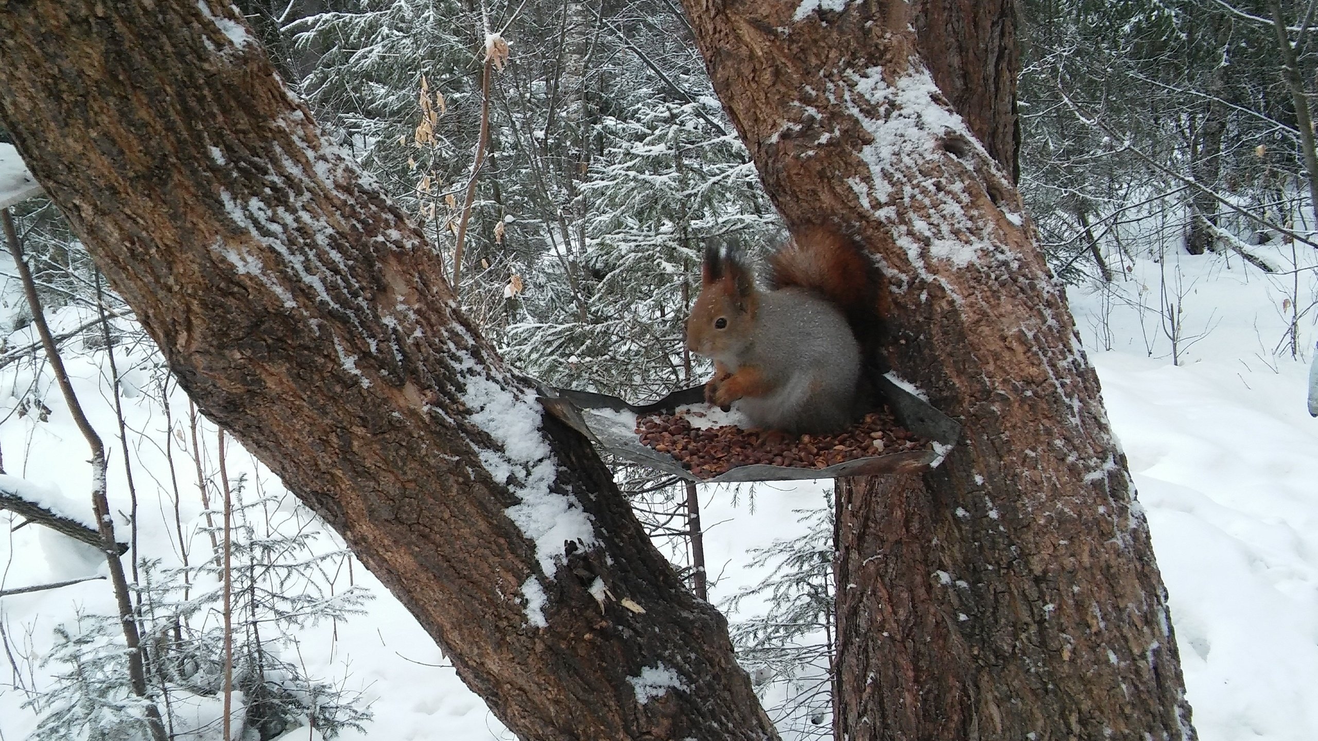 Обои лес, белка, кушает, орешки, белочка, сибирь, кедровые, forest, protein, eats, nuts, squirrel, siberia, cedar разрешение 2560x1600 Загрузить