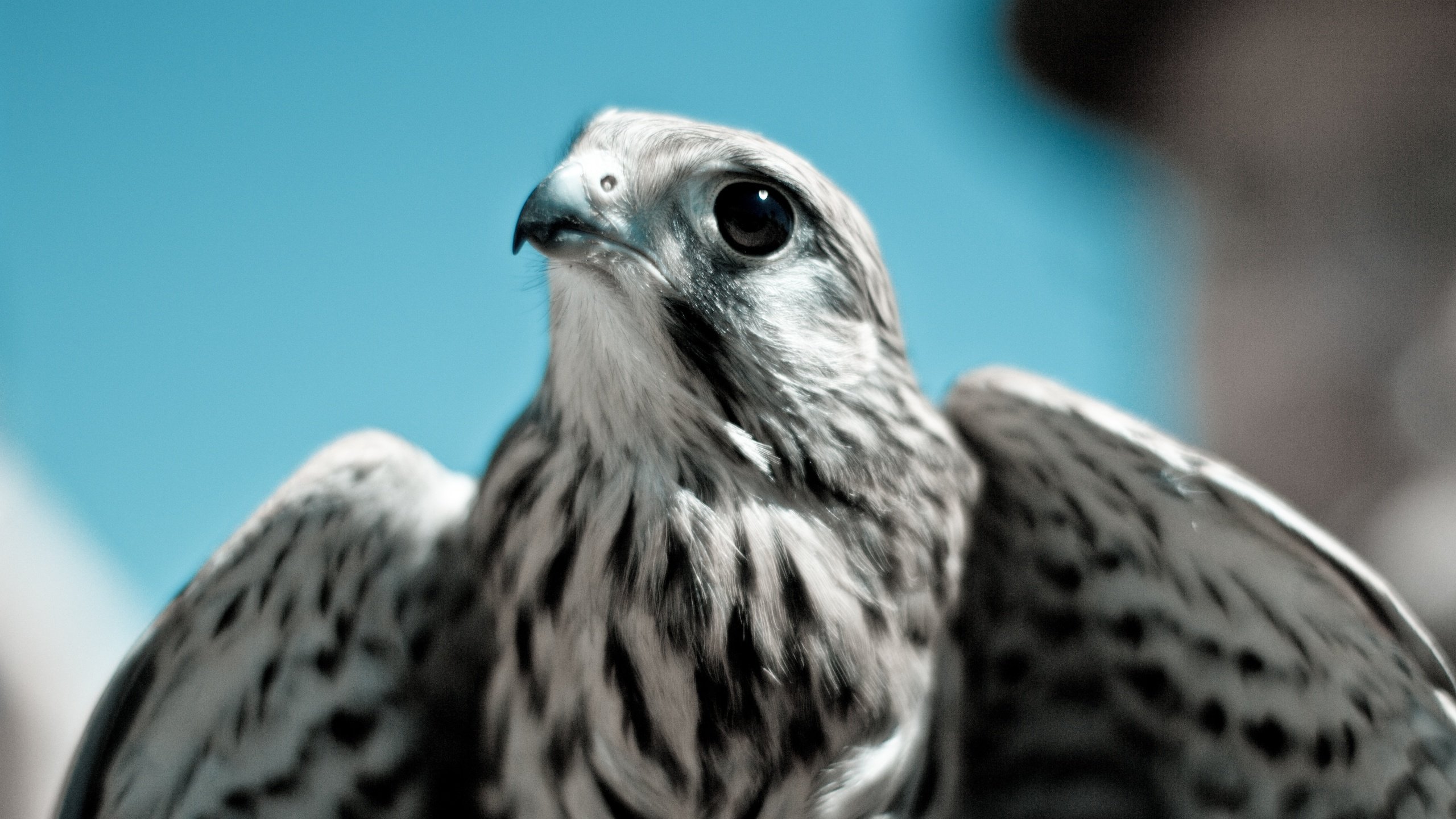 Обои небо, хищник, птица, клюв, перья, сокол, кречет, the sky, predator, bird, beak, feathers, falcon, merlin разрешение 5184x3456 Загрузить