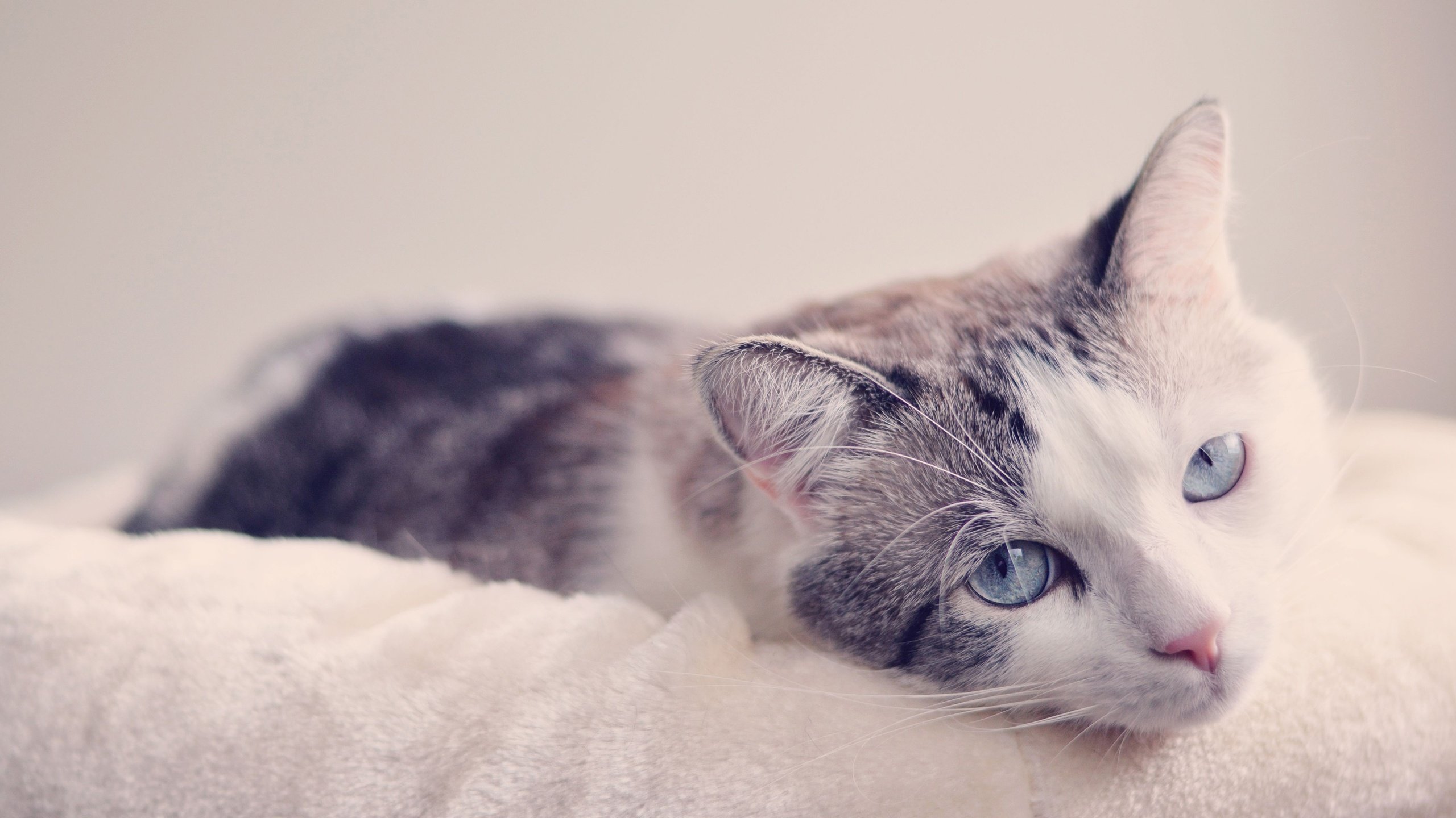 Обои мордочка, кошка, взгляд, голубые глаза, muzzle, cat, look, blue eyes разрешение 3600x2385 Загрузить