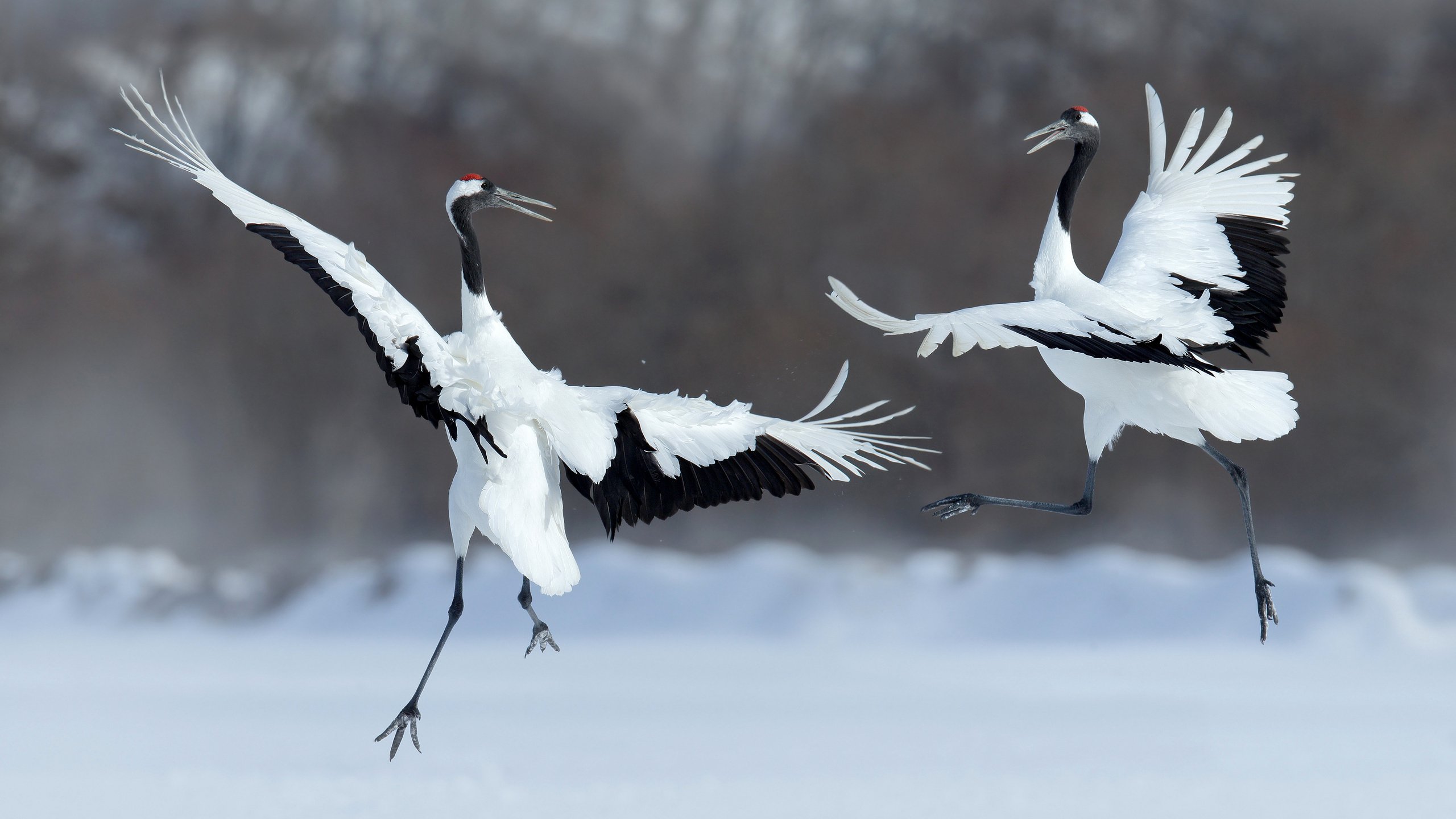 Обои крылья, птицы, танец, перья, журавль, японский журавль, wings, birds, dance, feathers, crane, japanese crane разрешение 2560x1600 Загрузить