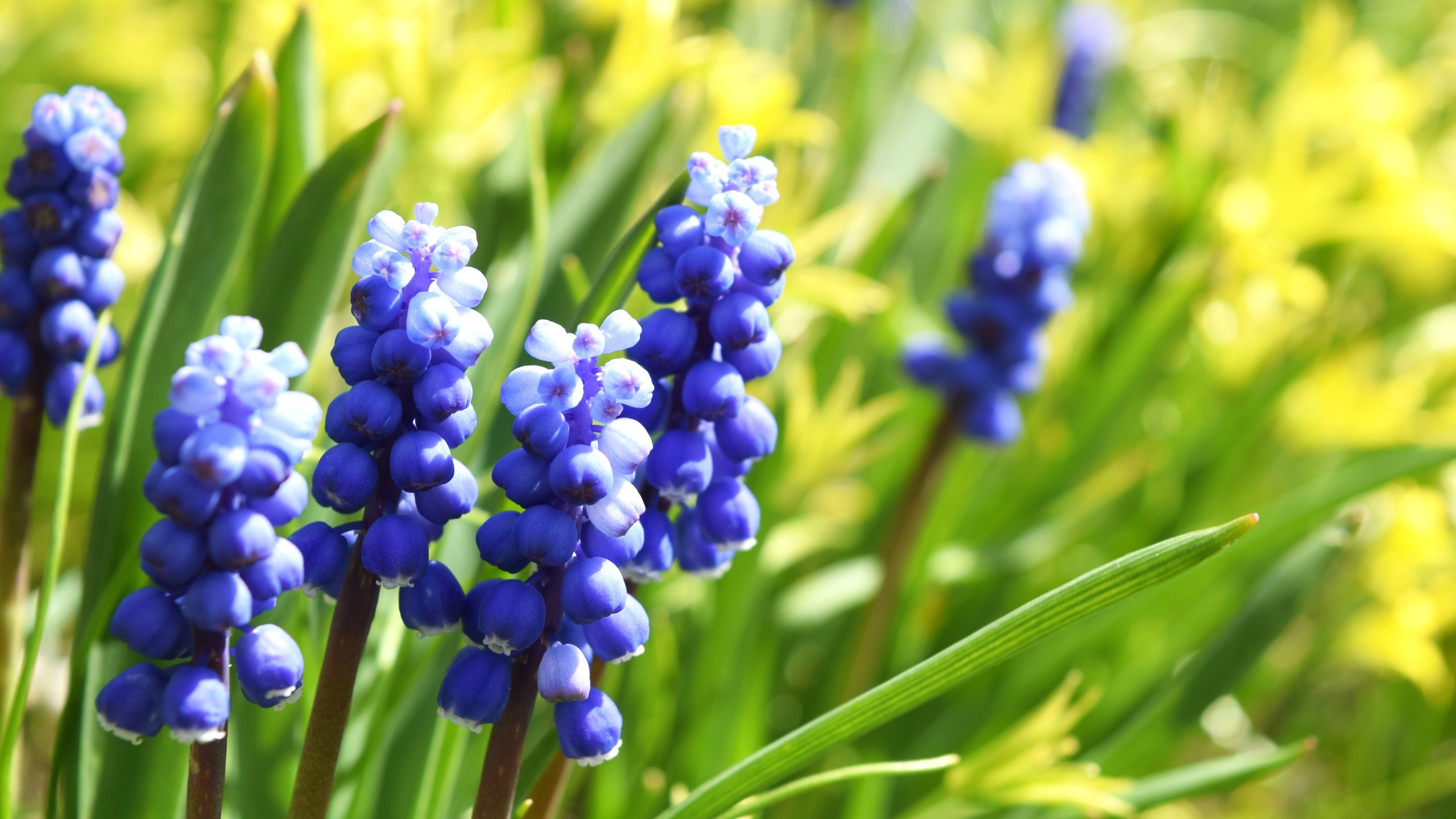 Обои цветы, макро, весна, мускари, виноградный гиацинт, flowers, macro, spring, muscari, grape hyacinth разрешение 6000x4000 Загрузить