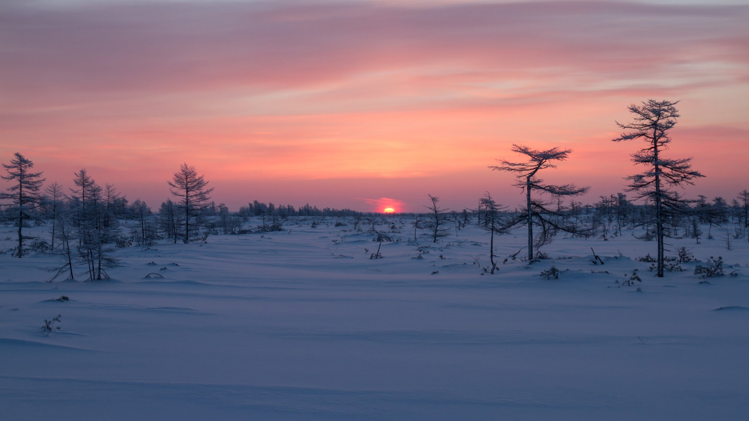 Обои деревья, восход, снег, зима, рассвет, россия, сахалин, trees, sunrise, snow, winter, dawn, russia, sakhalin разрешение 3600x2400 Загрузить