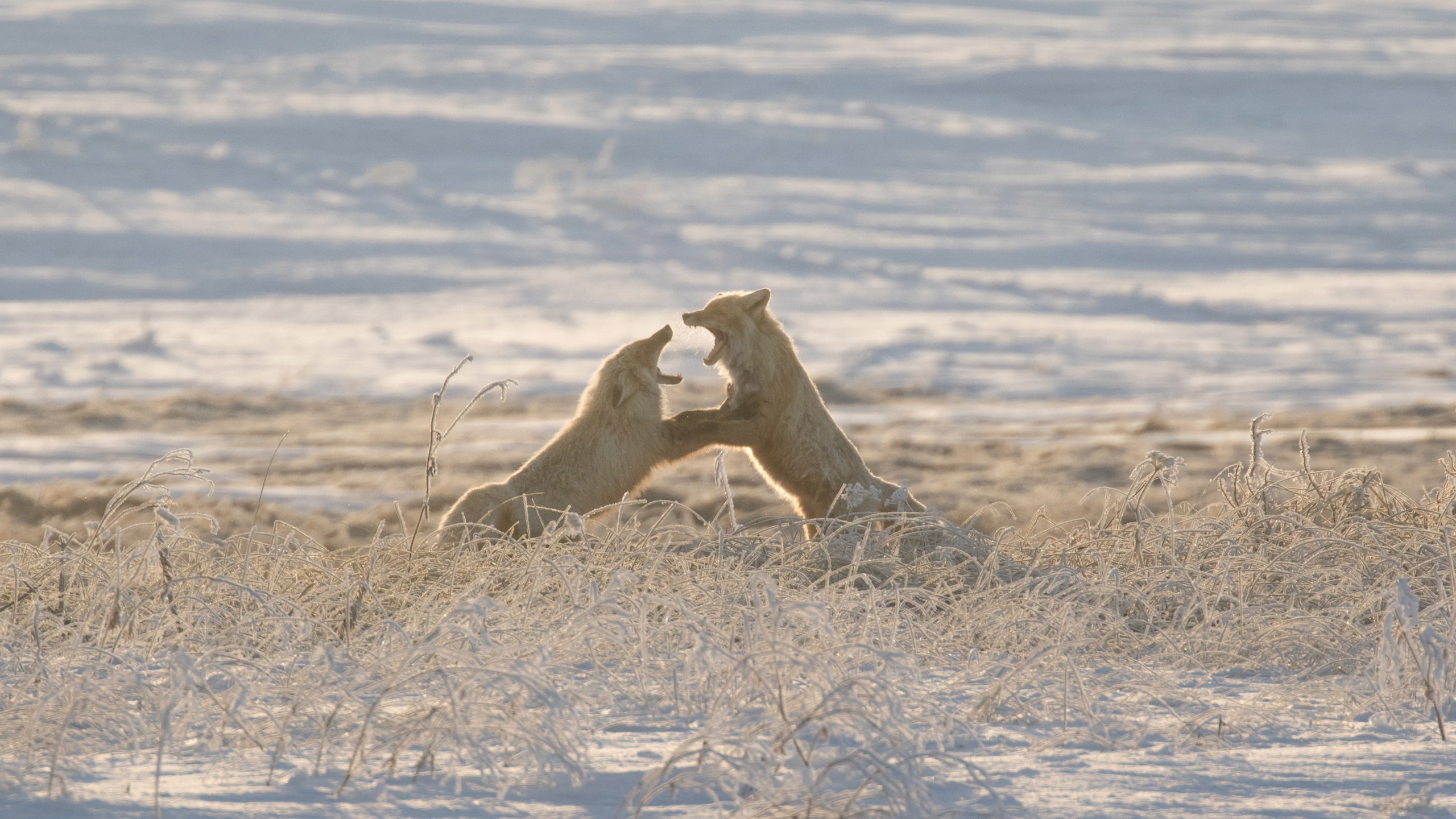 Обои трава, снег, зима, животные, разборки, лисы, сахалин, grass, snow, winter, animals, showdown, fox, sakhalin разрешение 2880x1920 Загрузить