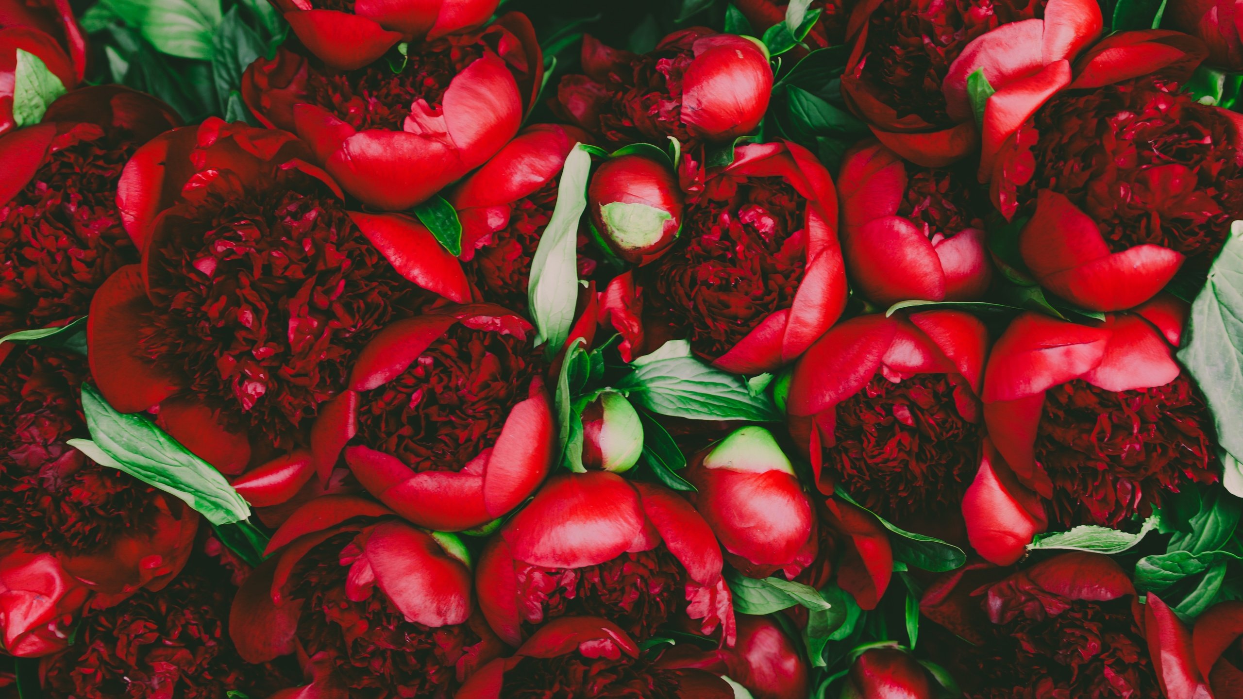 Обои цветы, бутоны, лепестки, красные, пионы, flowers, buds, petals, red, peonies разрешение 6250x4167 Загрузить