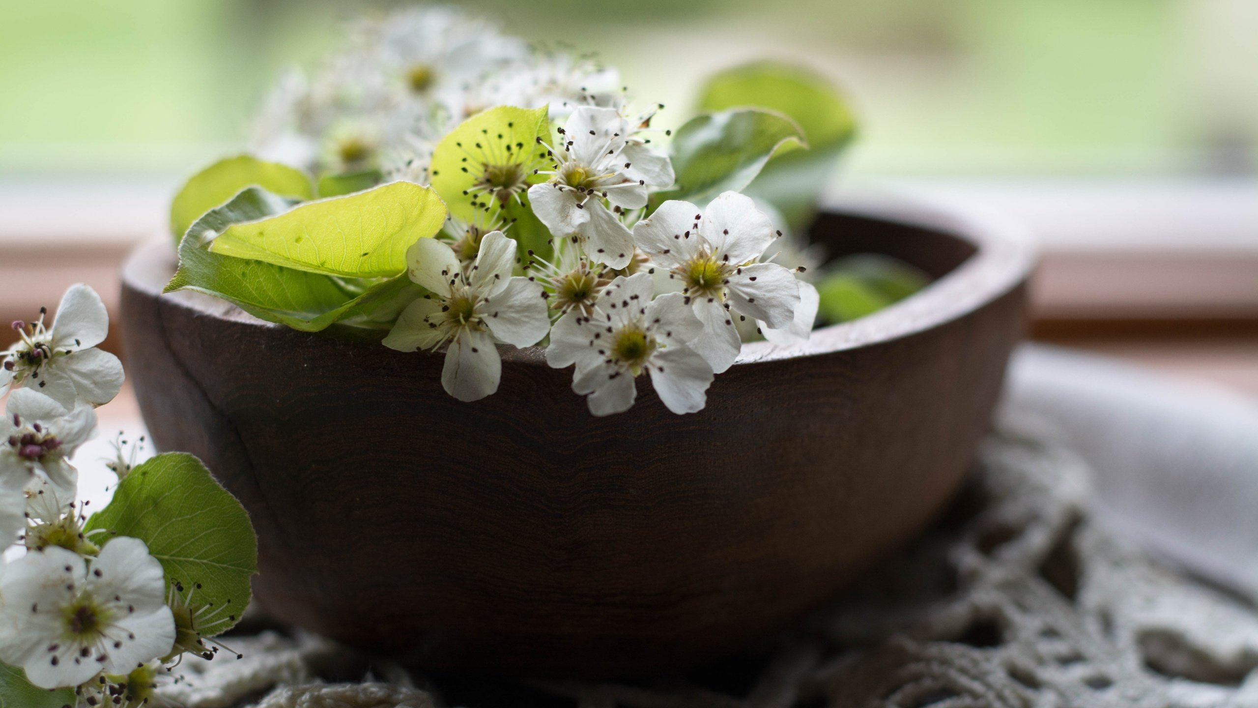 Обои цветы, цветение, листья, лепестки, весна, салфетка, груша, миска, flowers, flowering, leaves, petals, spring, napkin, pear, bowl разрешение 3600x2400 Загрузить