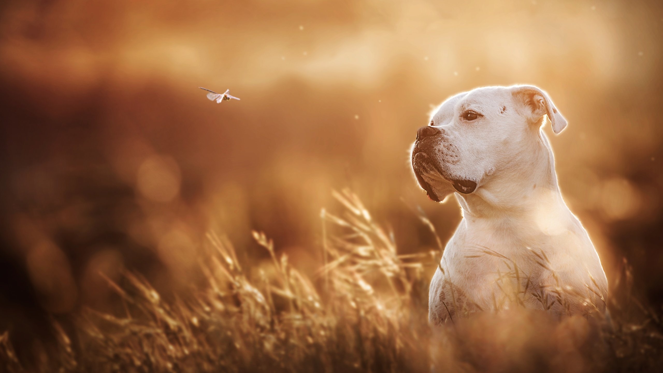 Обои белый, собака, стрекоза, боке, боксер, white, dog, dragonfly, bokeh, boxer разрешение 5479x3653 Загрузить