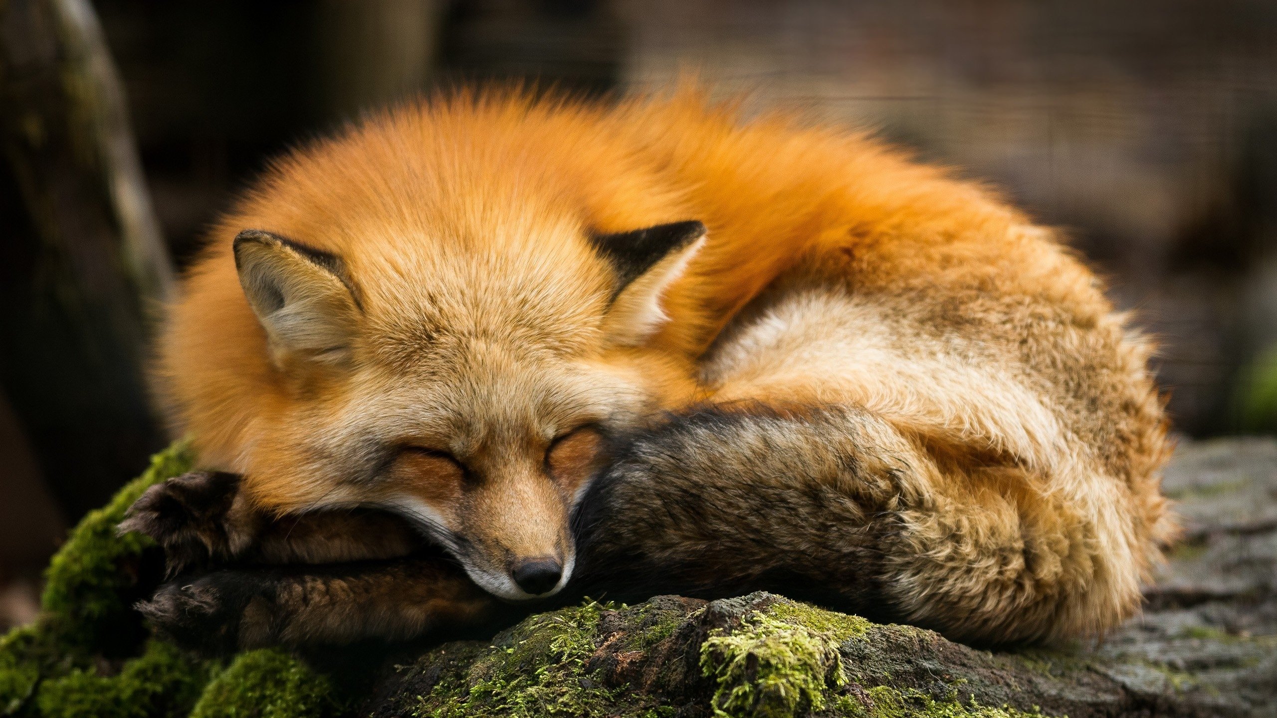 Обои спит, рыжая, лиса, хищник, камень, мох, лисица, sleeping, red, fox, predator, stone, moss разрешение 2560x1600 Загрузить