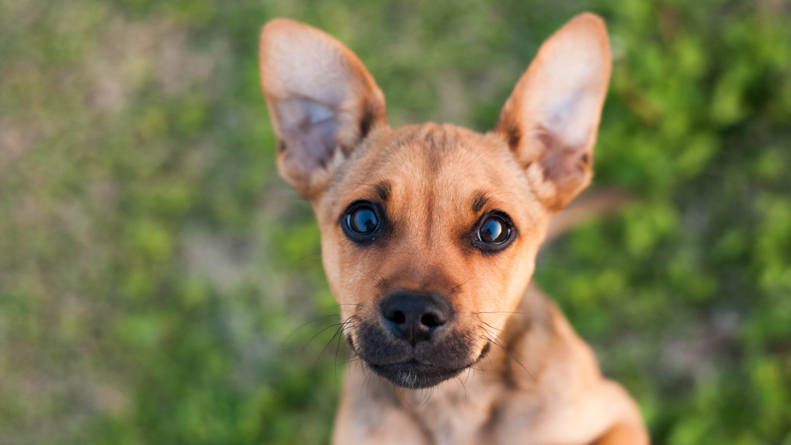 Обои глаза, мордочка, взгляд, собака, щенок, eyes, muzzle, look, dog, puppy разрешение 3888x2592 Загрузить