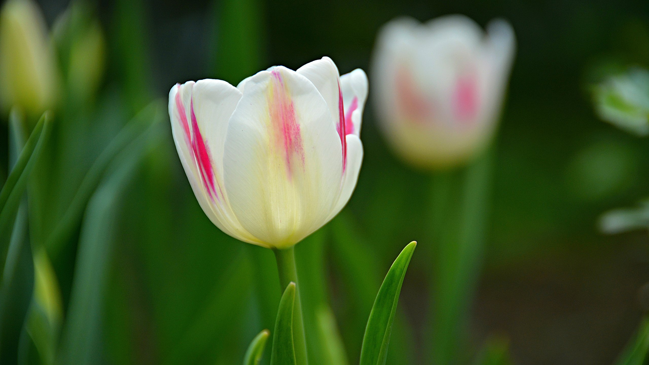 Обои весна, тюльпаны, spring, tulips разрешение 6000x4000 Загрузить