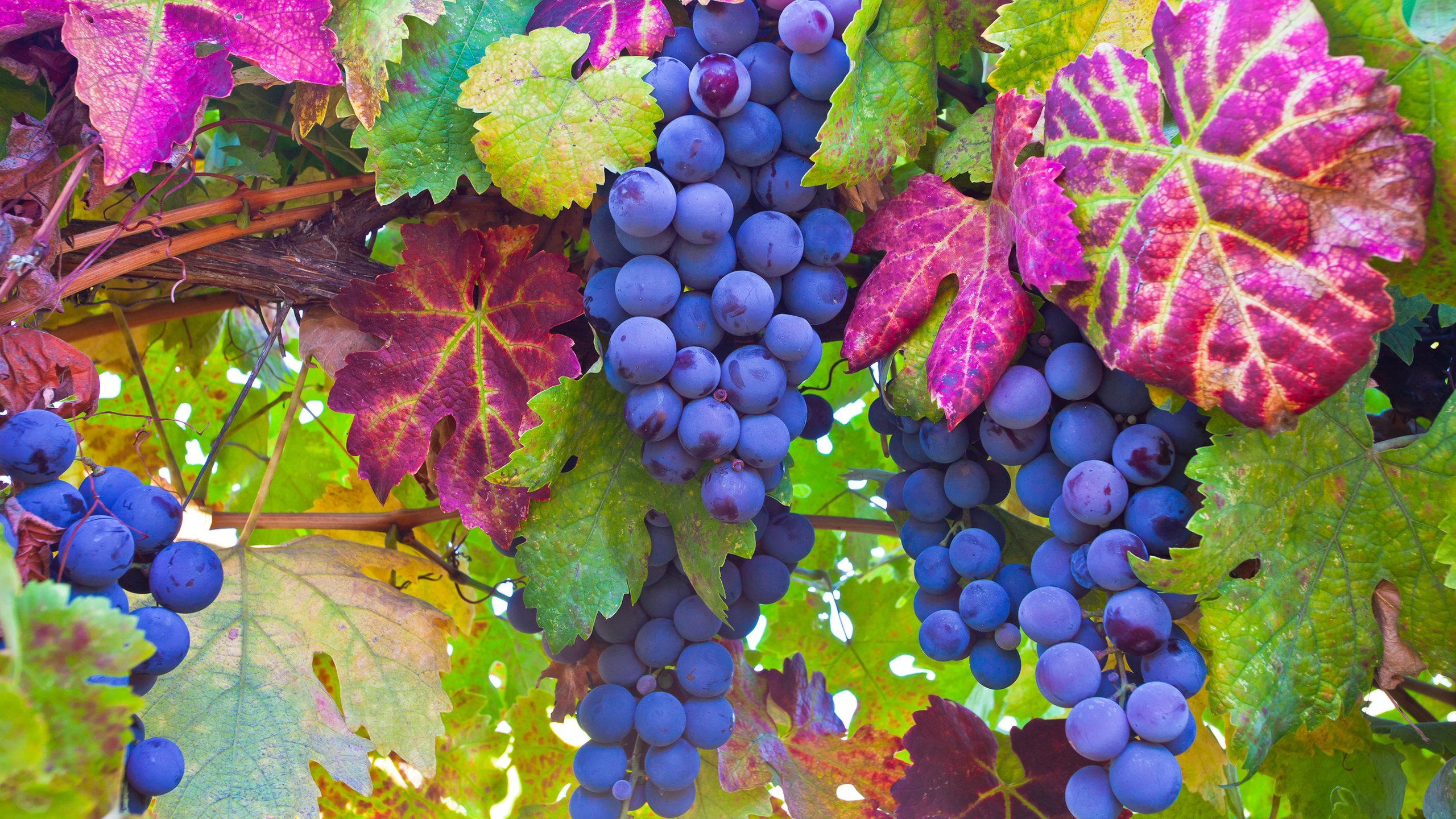 Обои листья, макро, виноград, ягоды, лоза, грозди, leaves, macro, grapes, berries, vine, bunches разрешение 2880x1800 Загрузить